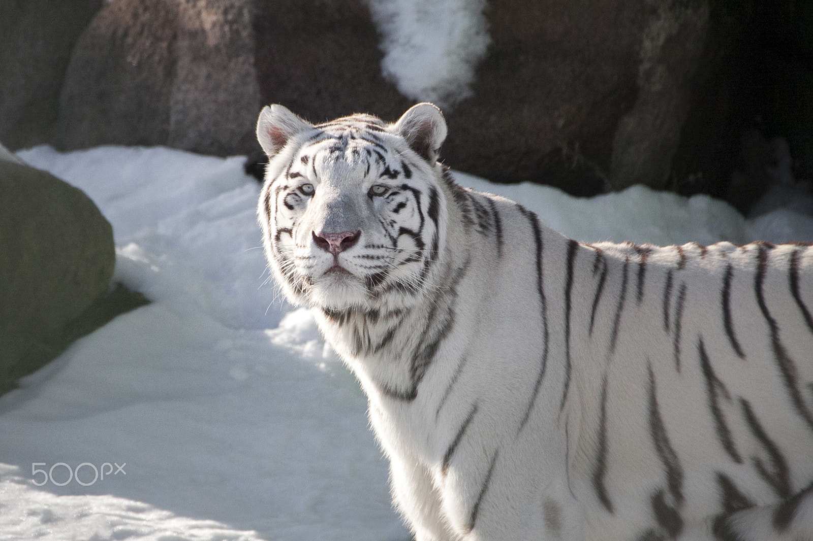 Canon EOS 50D sample photo. Img photography