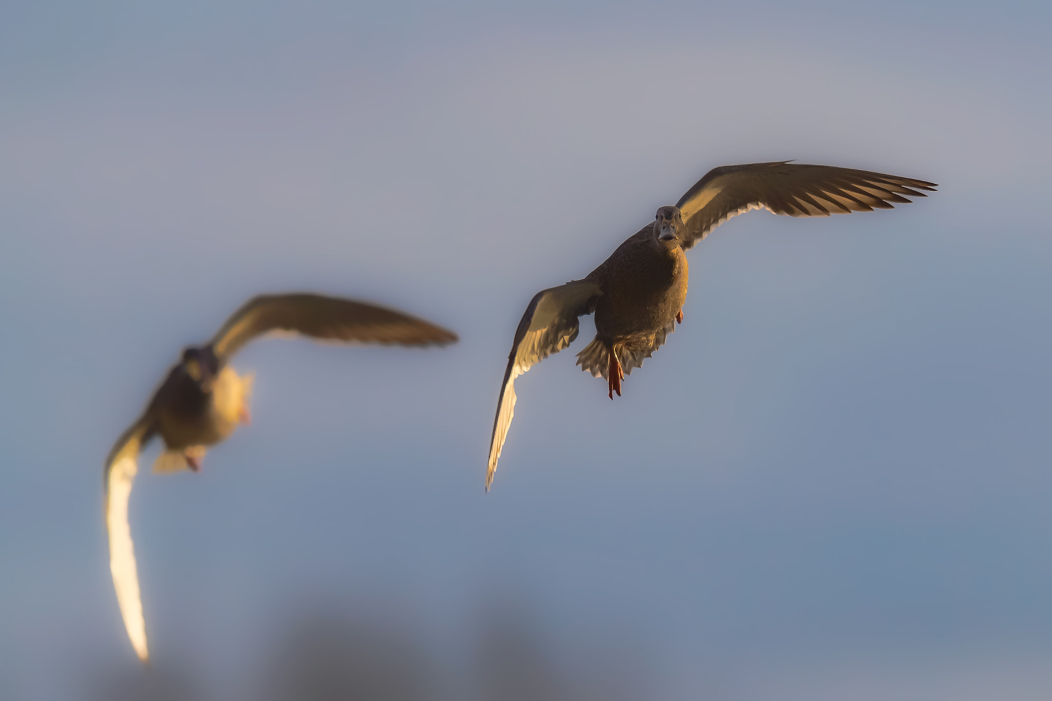 Canon EOS-1D X Mark II + Canon EF 400mm F2.8L IS II USM sample photo. Synchronous flight... photography