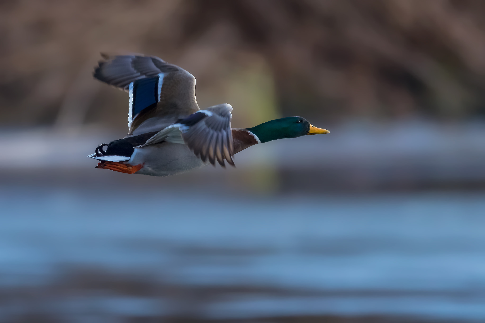Canon EF 400mm F2.8L IS II USM sample photo. Over the water.... photography