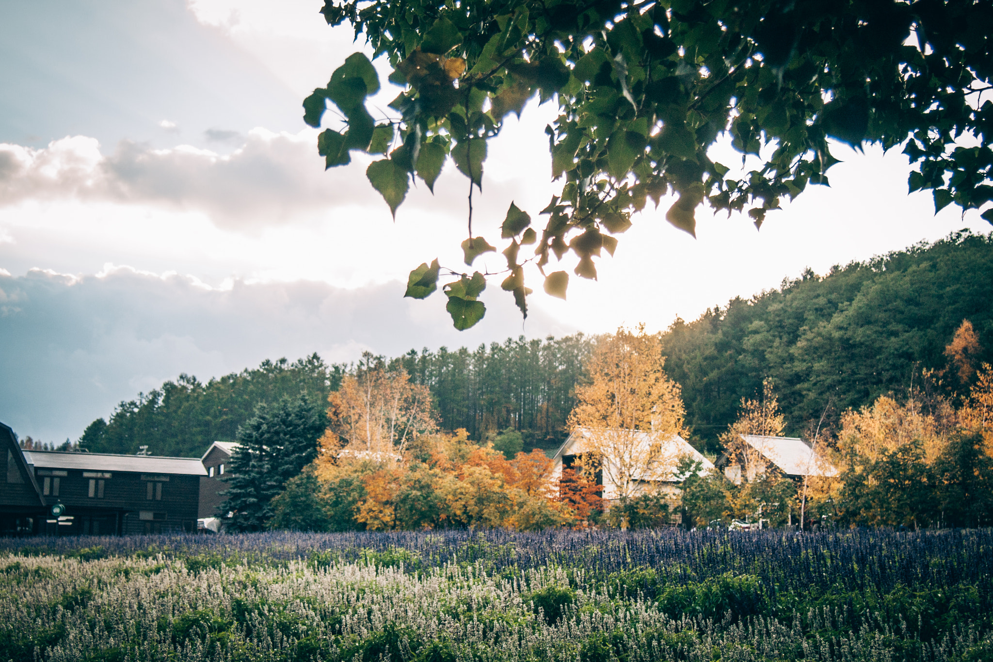 Olympus PEN E-P1 sample photo. Furano photography