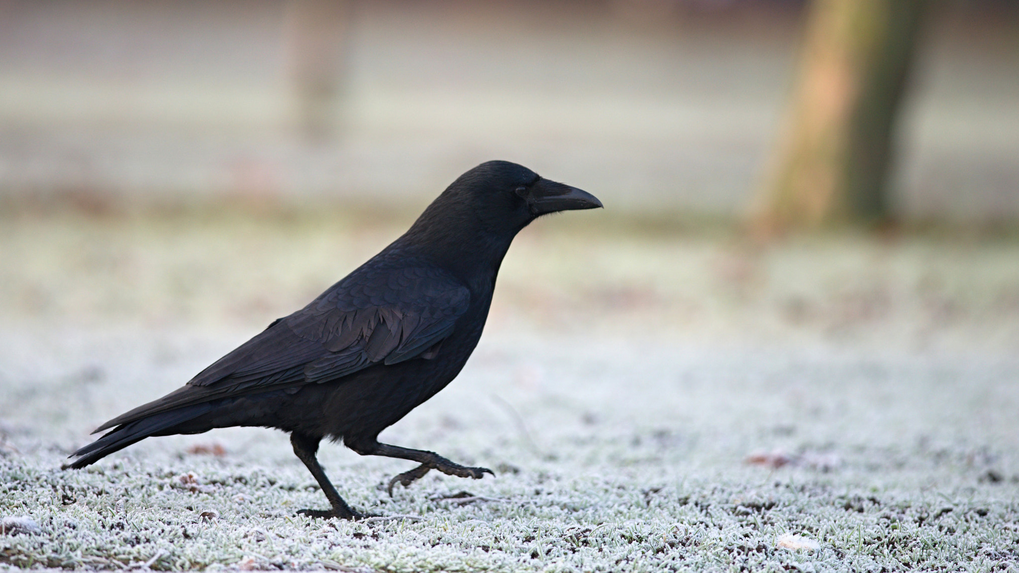 Nikon D610 + Nikon AF-S Nikkor 300mm F4D ED-IF sample photo. Common raven photography