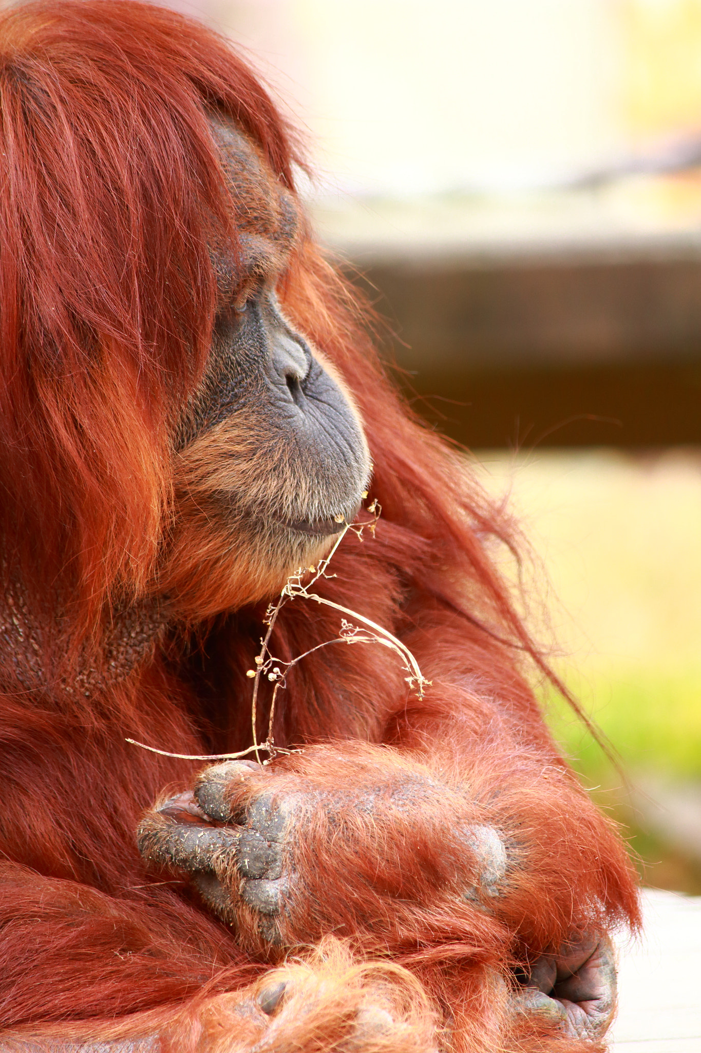 Canon EOS 100D (EOS Rebel SL1 / EOS Kiss X7) sample photo. Orangutan on higashiyama zoo. photography