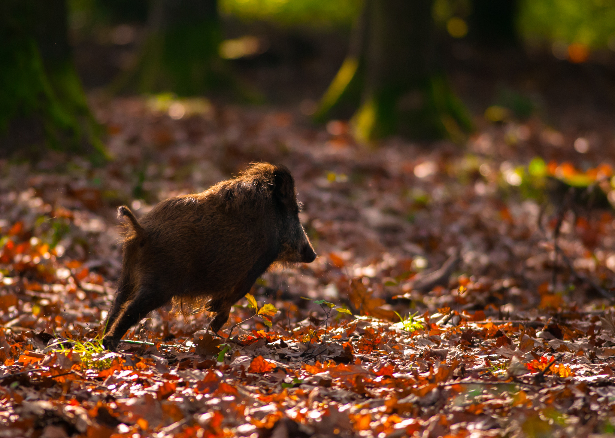 Nikon D300 + Nikon AF-S Nikkor 300mm F2.8G ED VR II sample photo. Wildboar in autumn photography