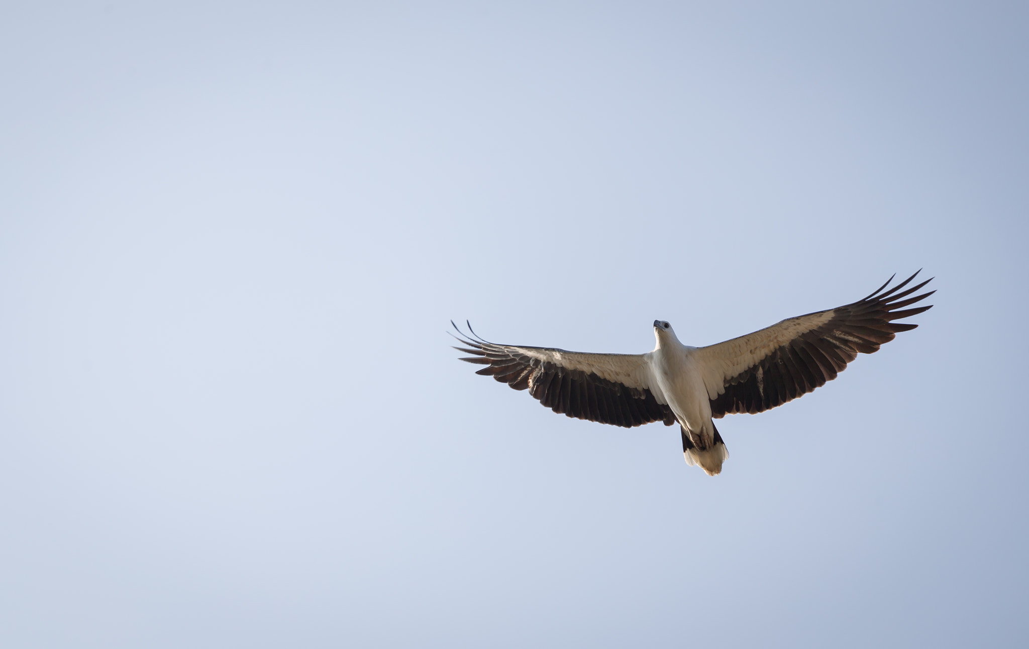 Canon EOS-1D X + Canon EF 70-200mm F4L IS USM sample photo. White-bellied sea eagle photography