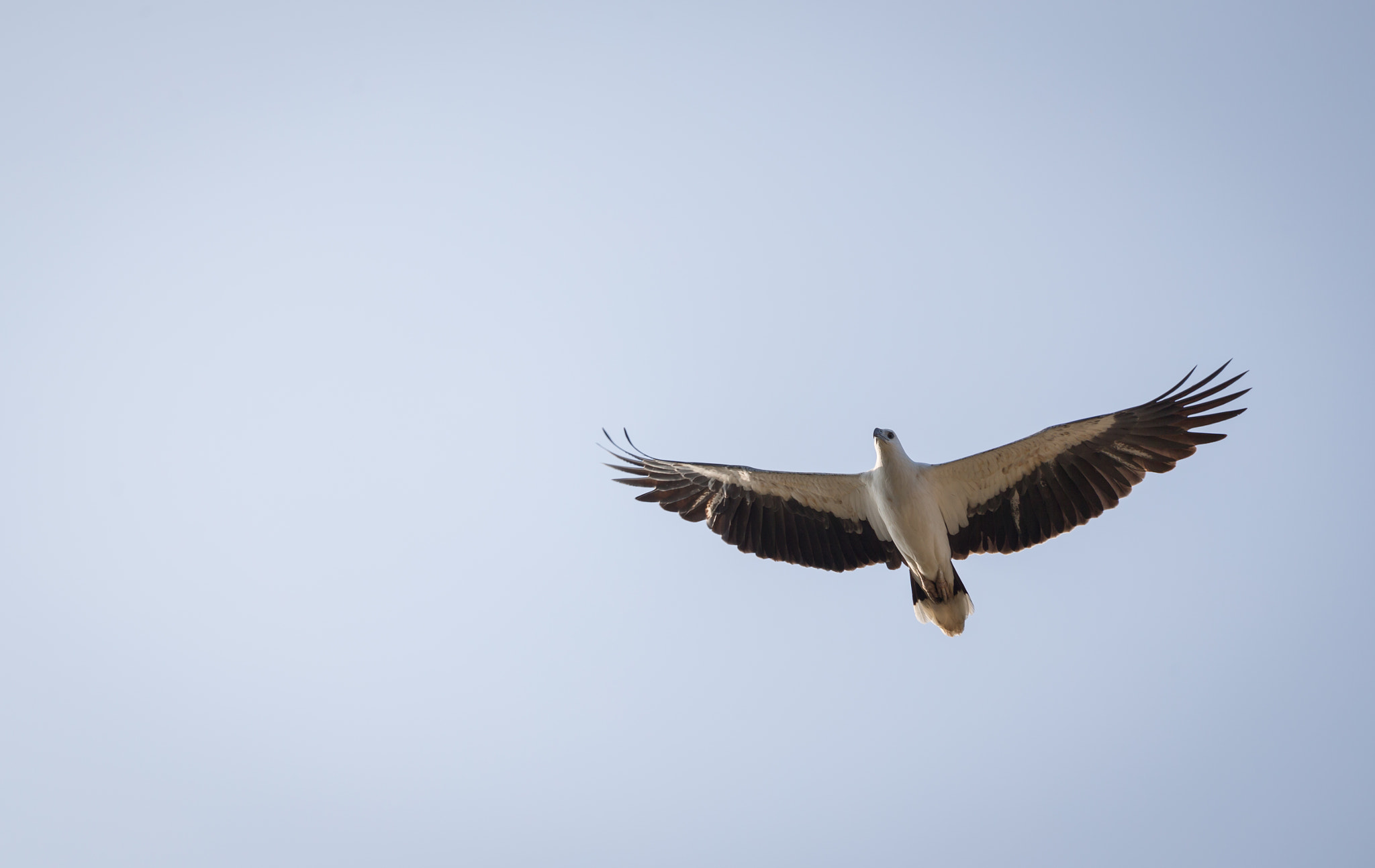 Canon EF 70-200mm F4L IS USM sample photo. White-bellied sea eagle photography