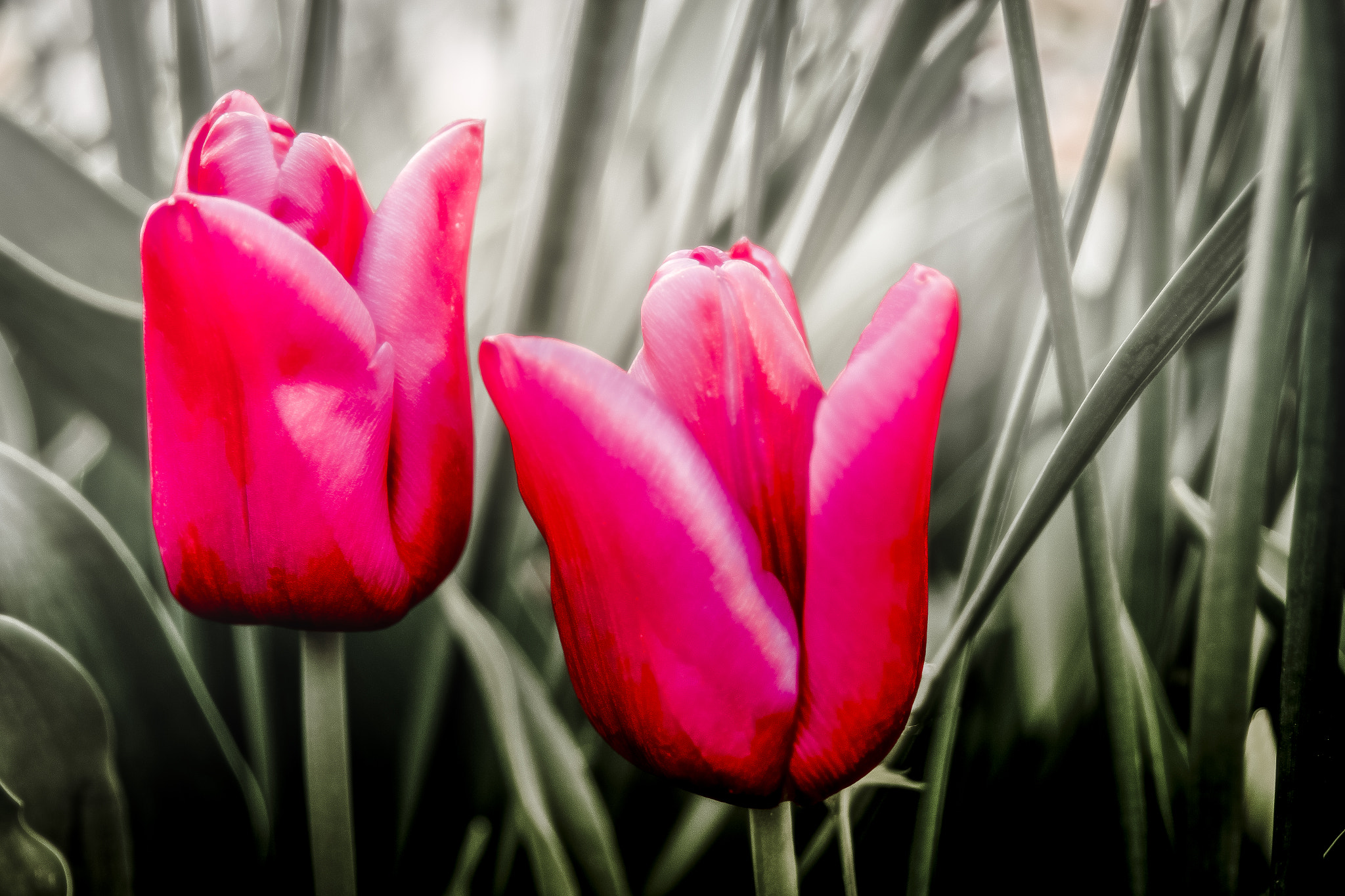 Canon EOS 70D + Sigma 24-70mm F2.8 EX DG Macro sample photo. Tulips in the leaf photography