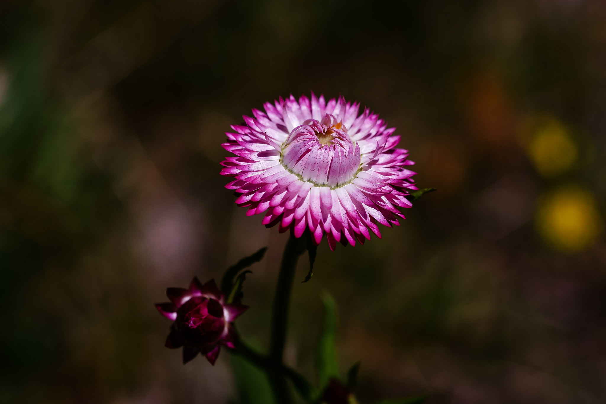 Sony a7 + 105mm F2.8 sample photo. Ml_20170126_01 photography