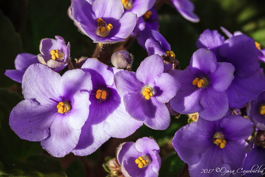 Canon EF-S 60mm F2.8 Macro USM sample photo. And on a windowsill spring photography