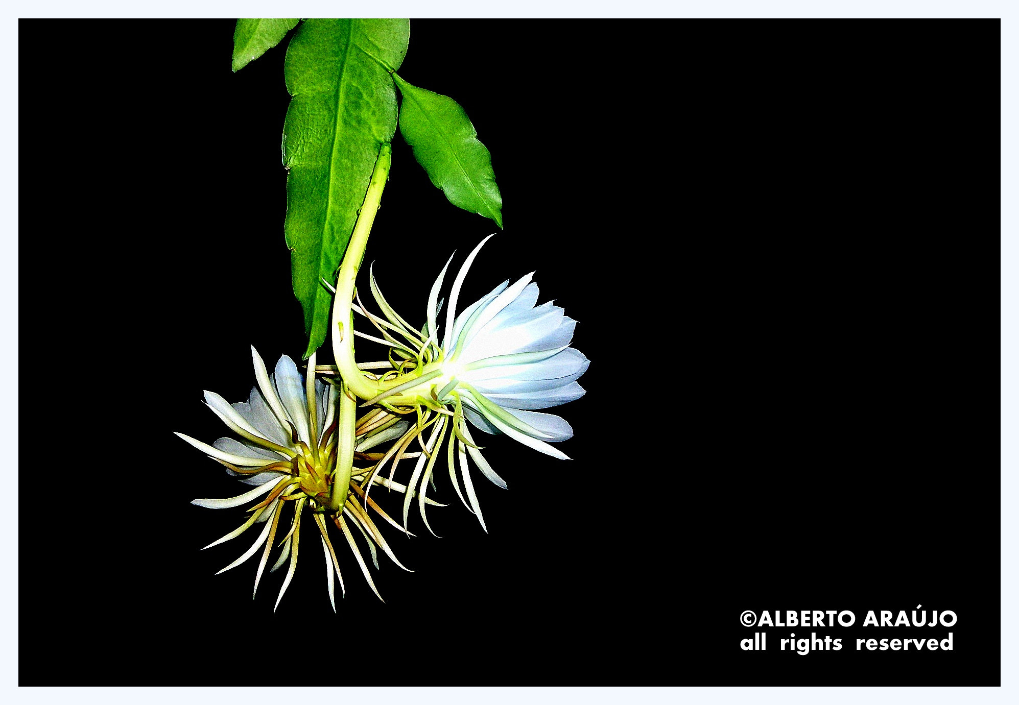 Kodak EASYSHARE Z950 DIGITAL CAMERA sample photo. Flor dama da noite por alberto araÚjo photography