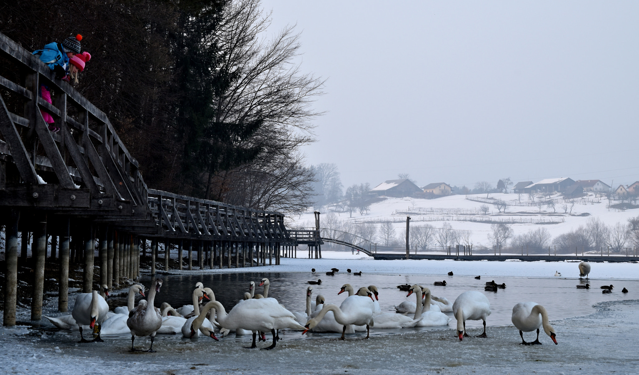 Sigma 17-50mm F2.8 EX DC OS HSM sample photo. Swan lake photography