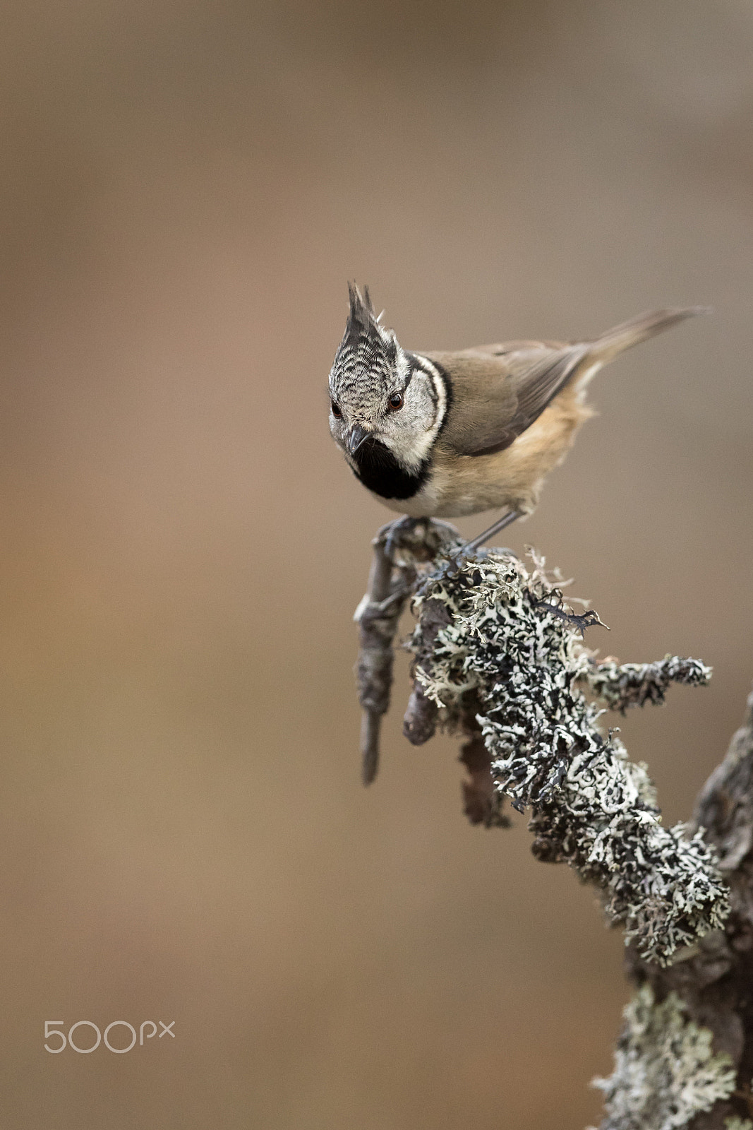 Canon EF 500mm F4L IS II USM sample photo. Crested tit photography