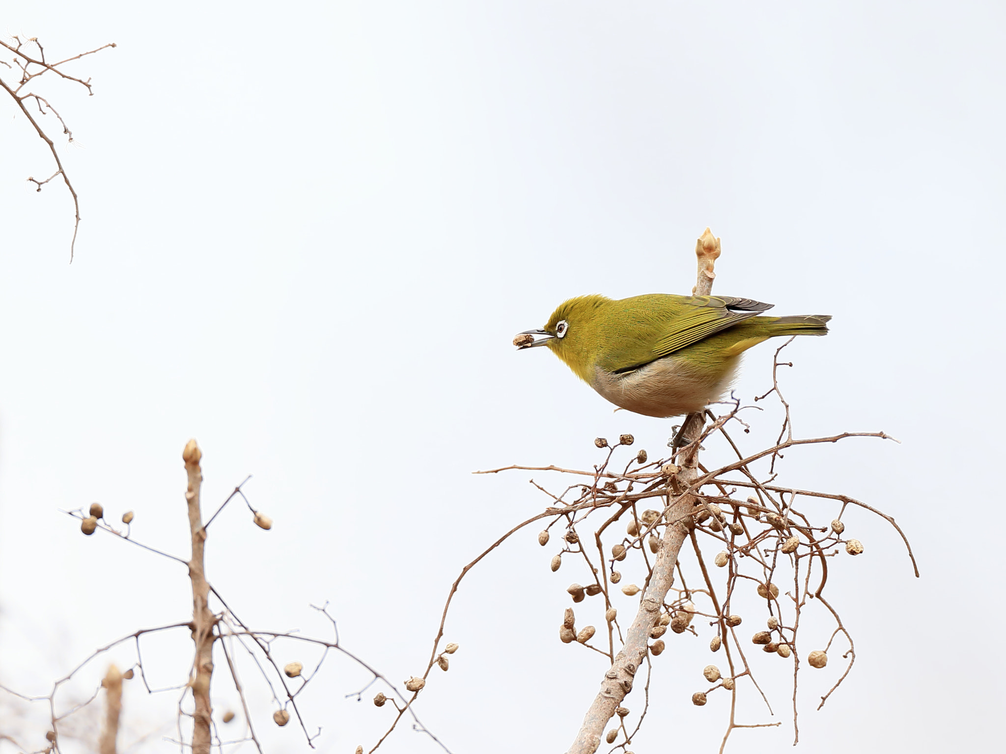 Canon EOS-1D X + Canon EF 800mm F5.6L IS USM sample photo. メジロ japanese white-eye photography