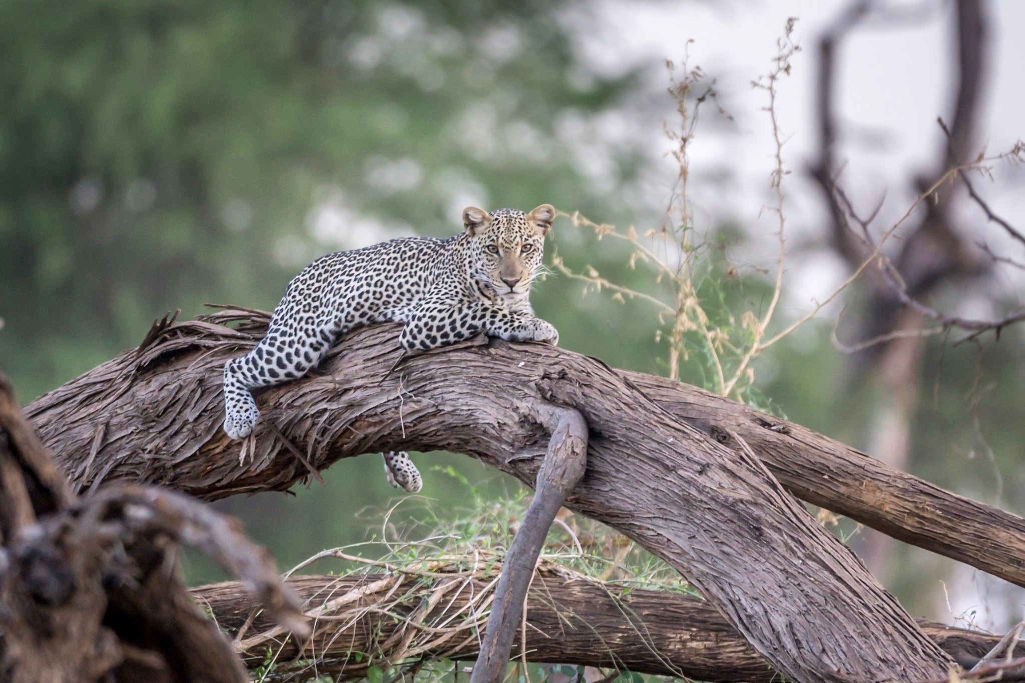 150-600mm F5-6.3 DG OS HSM | Contemporary 015 sample photo. Leopard in samburu/kenya photography