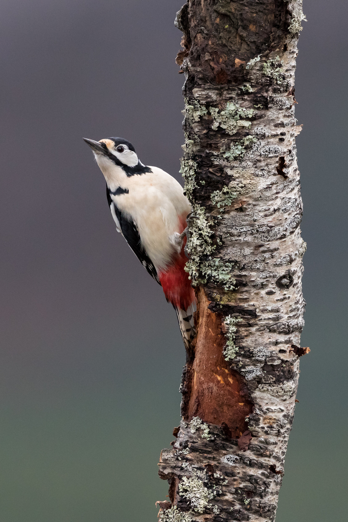 Canon EF 500mm F4L IS II USM sample photo. Great spotted woodpecker photography