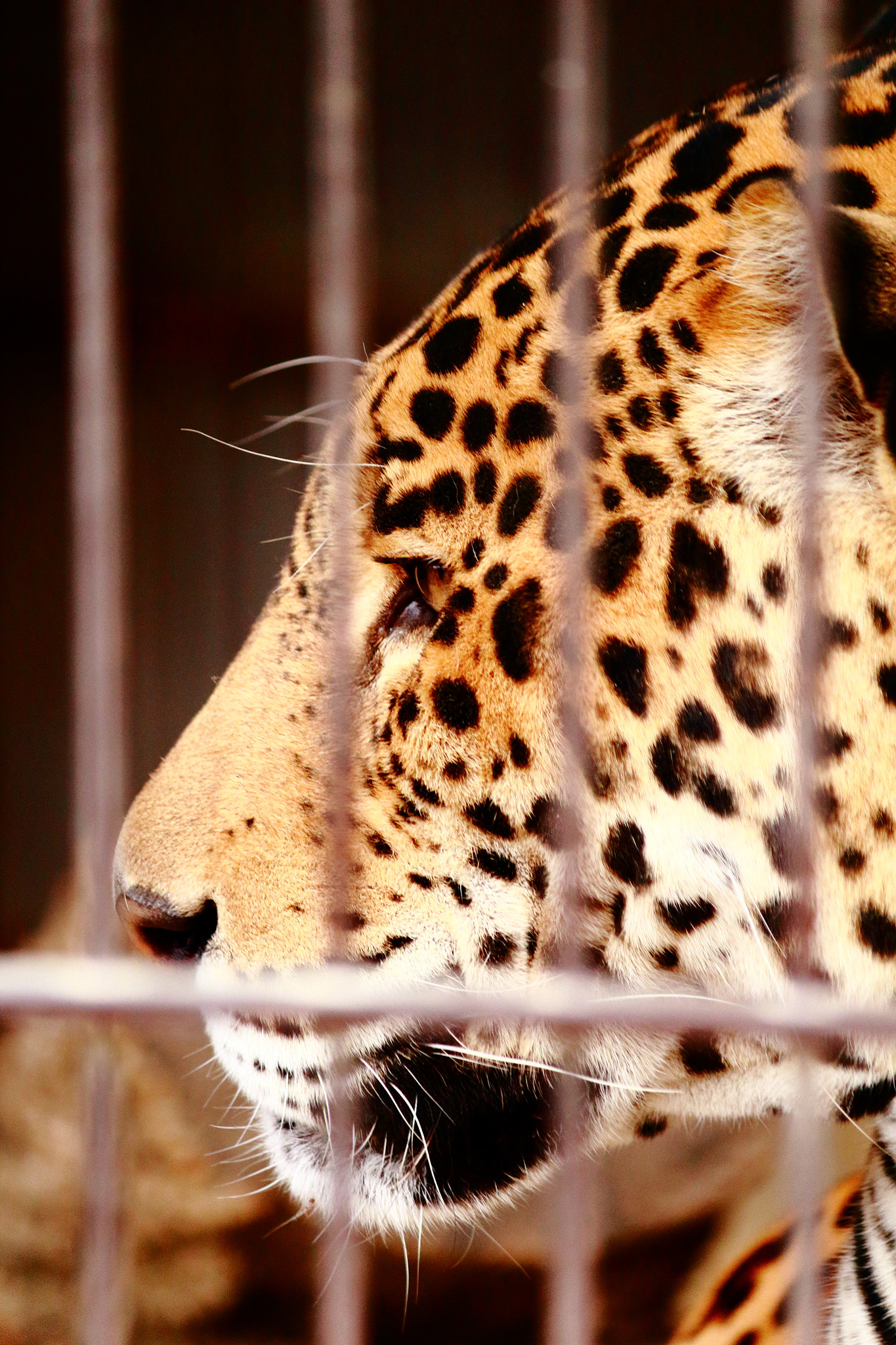 Canon EOS 100D (EOS Rebel SL1 / EOS Kiss X7) sample photo. Leopard on higashiyama zoo photography