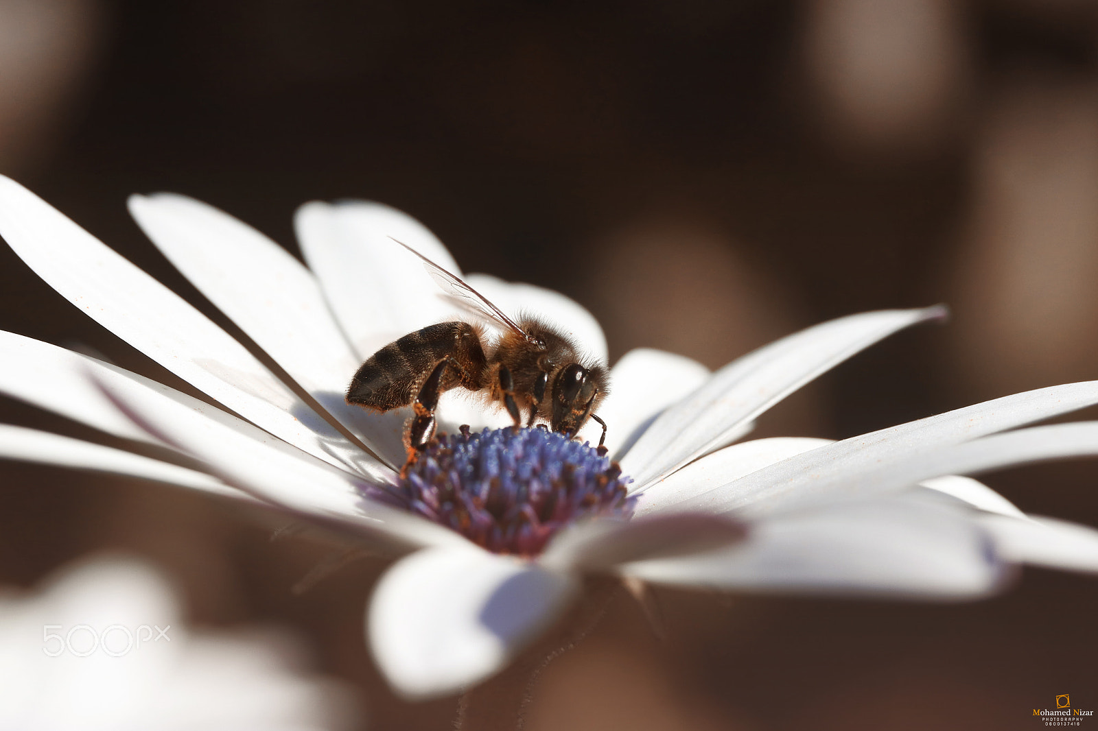 Canon EF-S 60mm F2.8 Macro USM sample photo. Bee and flower photography