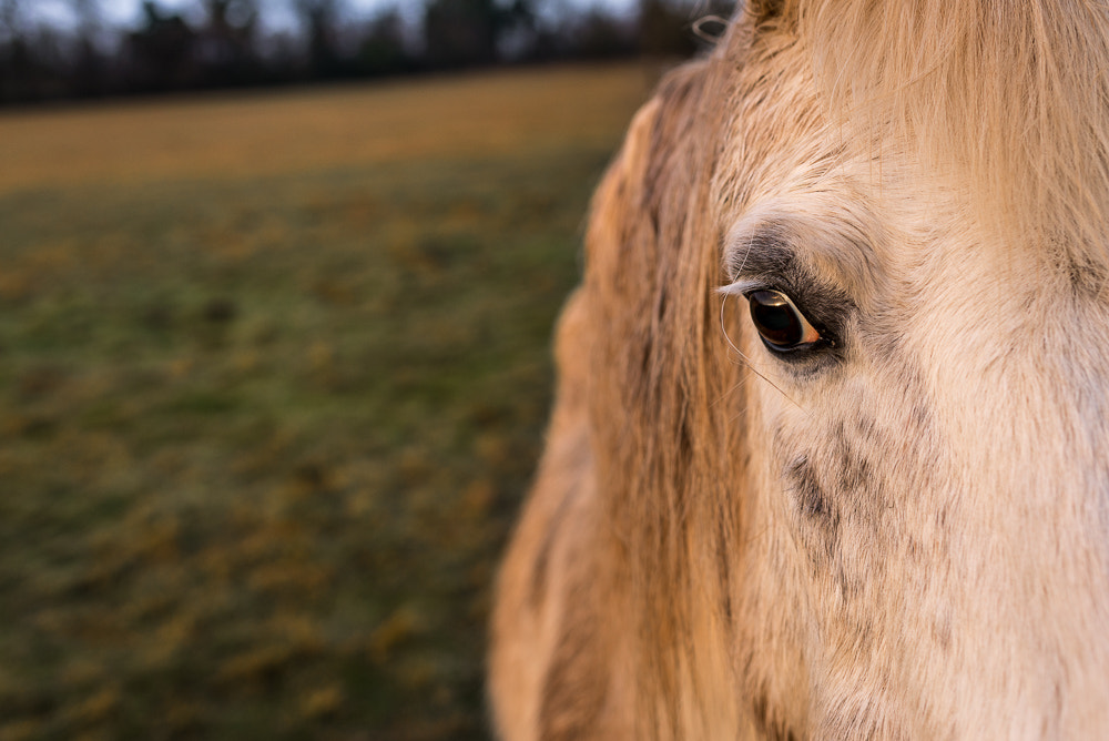 Nikon D610 + Nikon AF-S Nikkor 35mm F1.8G ED sample photo. Cheval soleil levant photography
