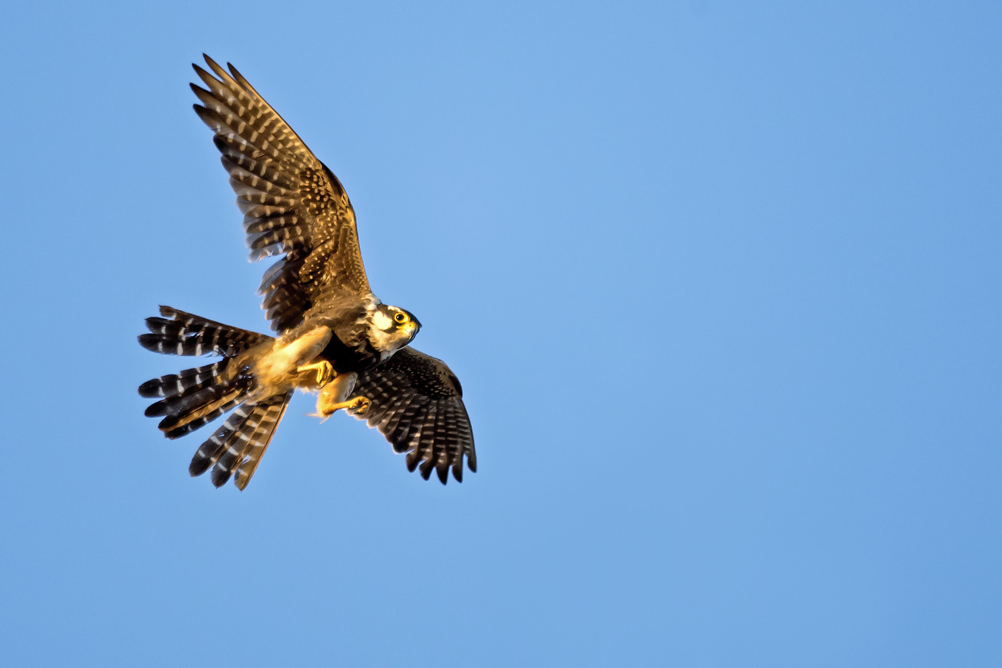 Nikon AF-S Nikkor 800mm F5.6E FL ED VR sample photo. Aplomado falcon photography
