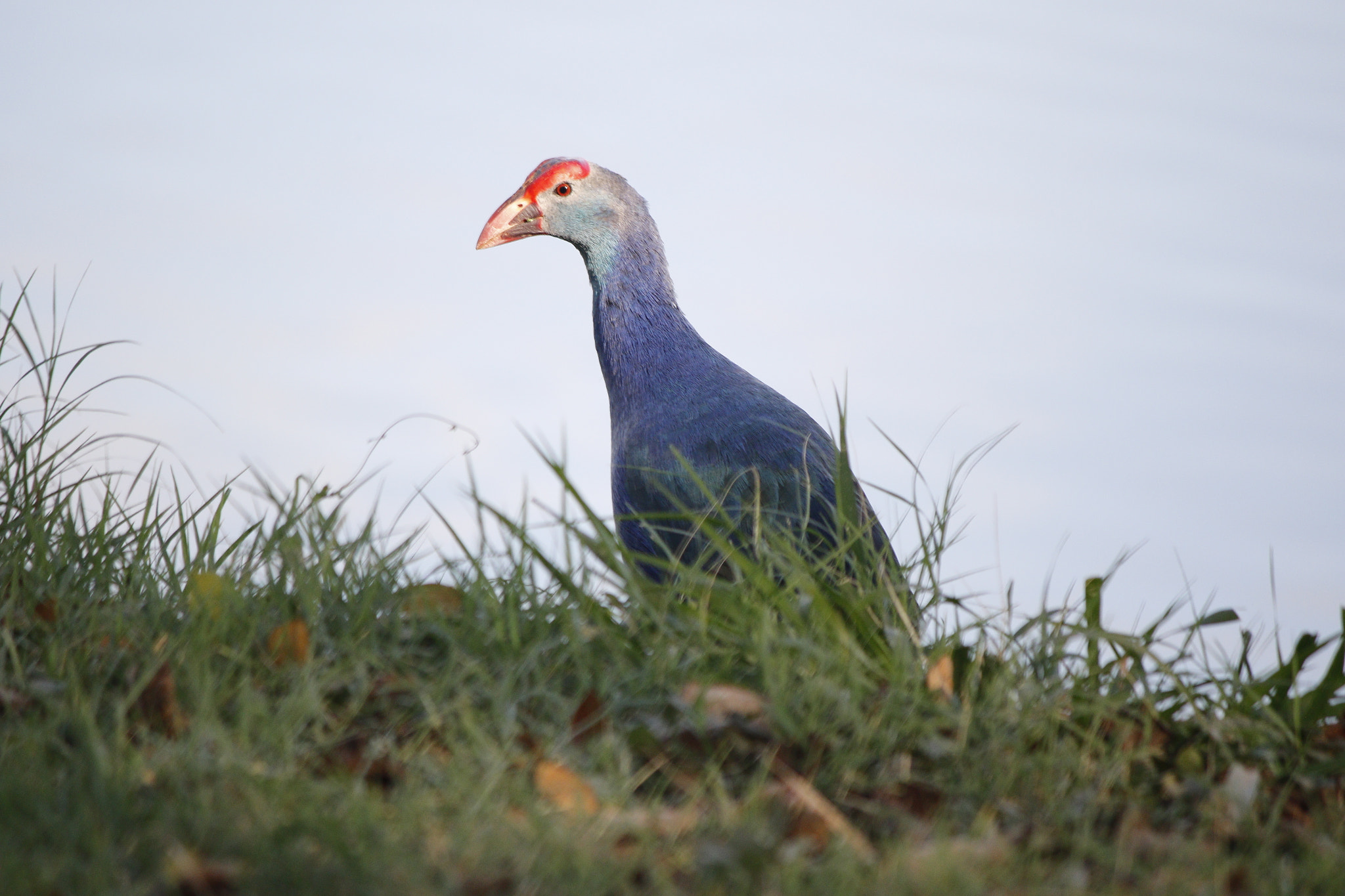 Canon EF-S 55-250mm F4-5.6 IS II sample photo