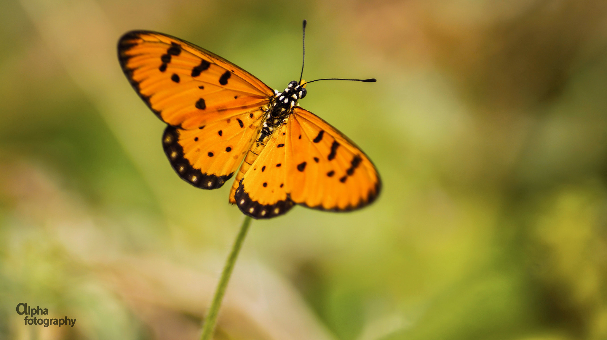 Sony SLT-A58 + Sony DT 55-200mm F4-5.6 SAM sample photo. A butterfly photography