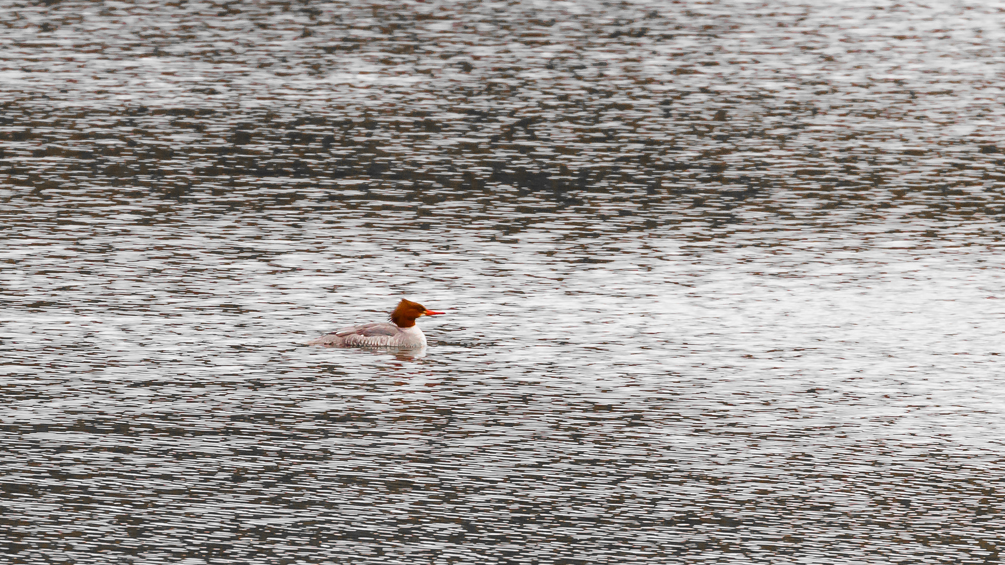 Canon EOS 550D (EOS Rebel T2i / EOS Kiss X4) + Canon EF 70-300mm F4-5.6L IS USM sample photo. Lone merganser photography