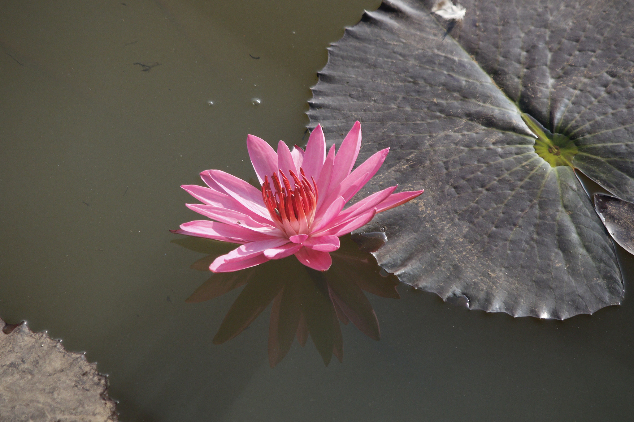 Canon EF-S 55-250mm F4-5.6 IS II sample photo