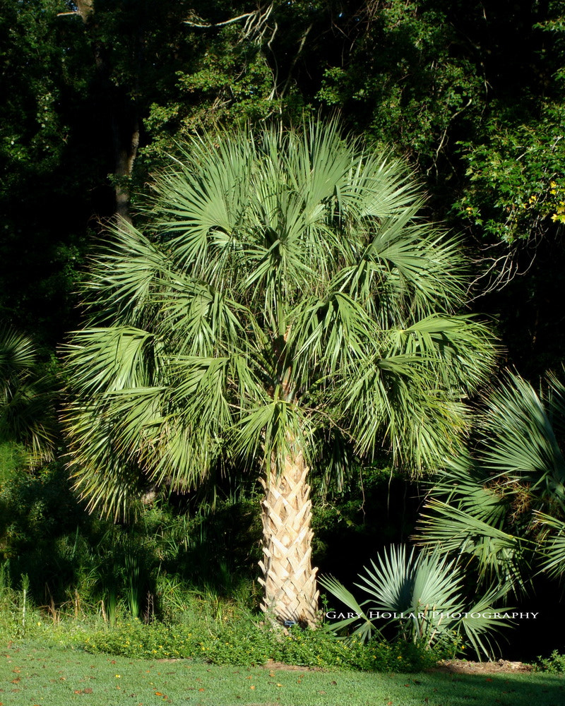 Sony DSC-W80 sample photo. Sabal palmetto palm photography