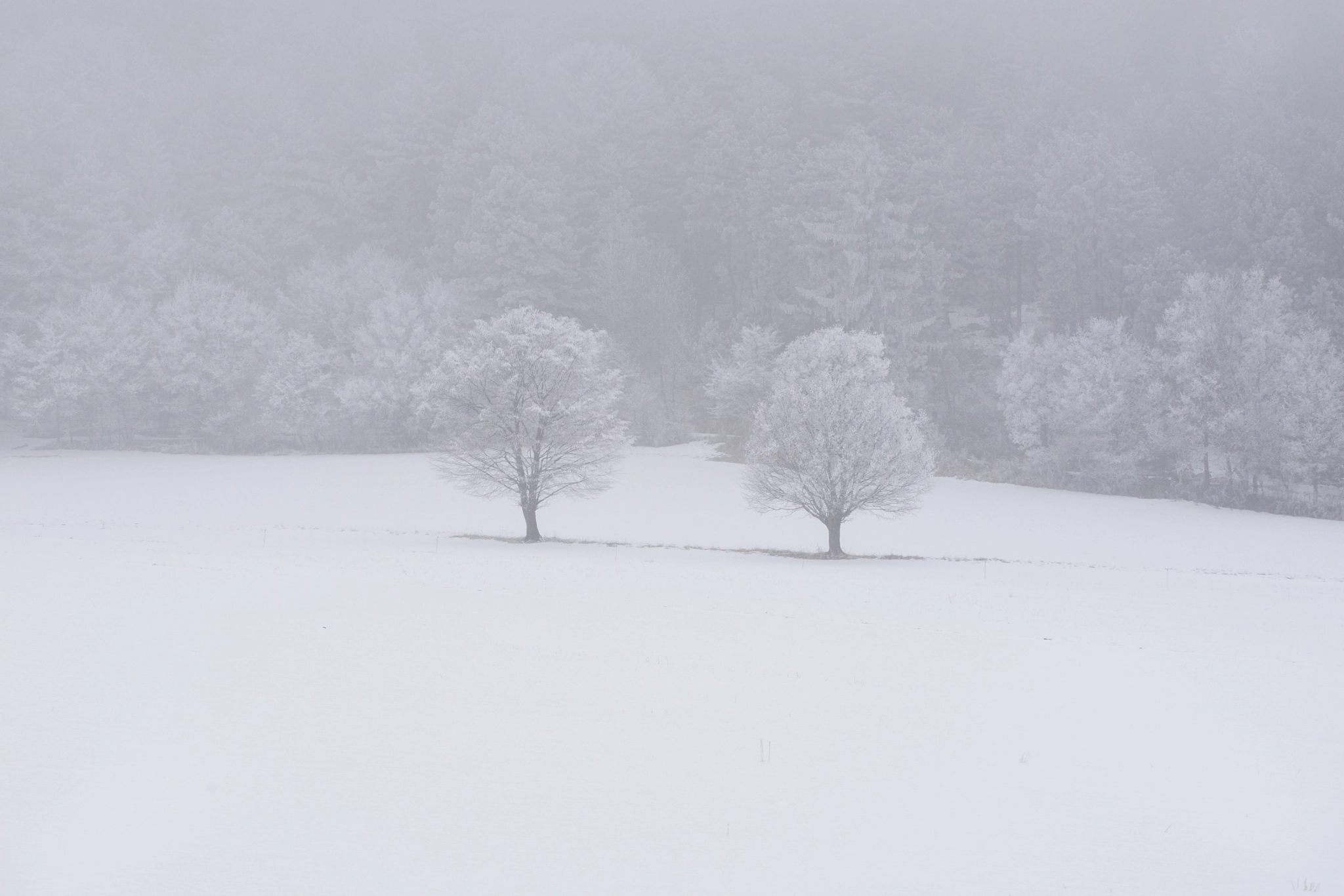 Sony a7 + Canon EF 70-200mm F4L USM sample photo. Trees photography