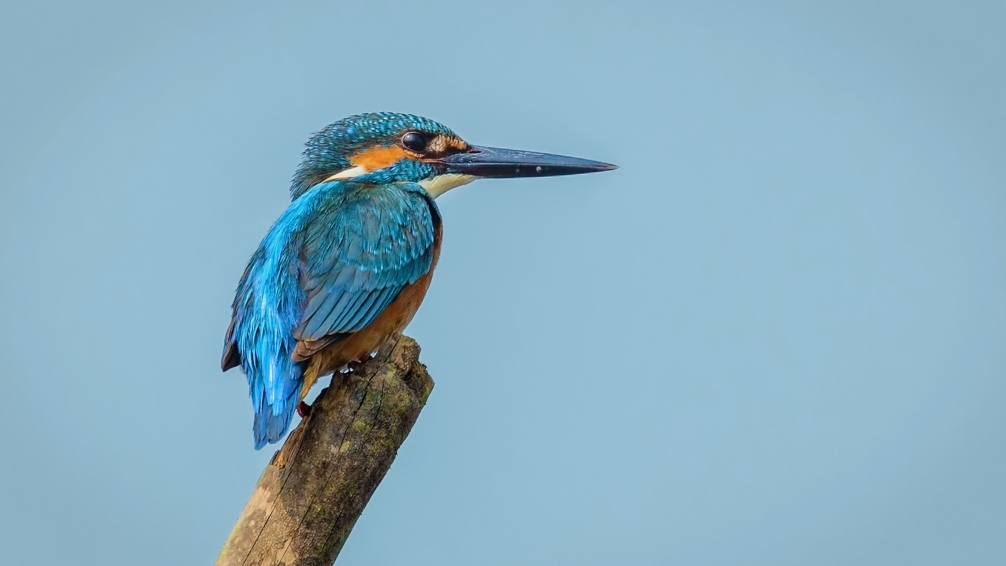 Canon EF 100-400mm F4.5-5.6L IS USM sample photo. The blue gem. photography
