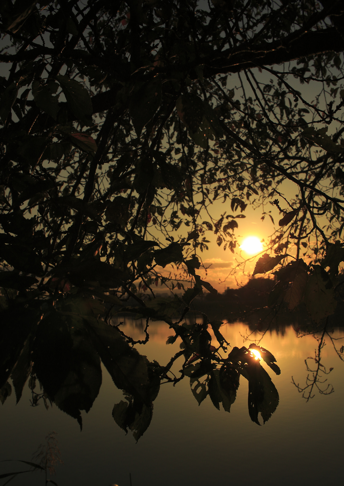 Canon EOS 100D (EOS Rebel SL1 / EOS Kiss X7) sample photo. Leafs in sunset photography