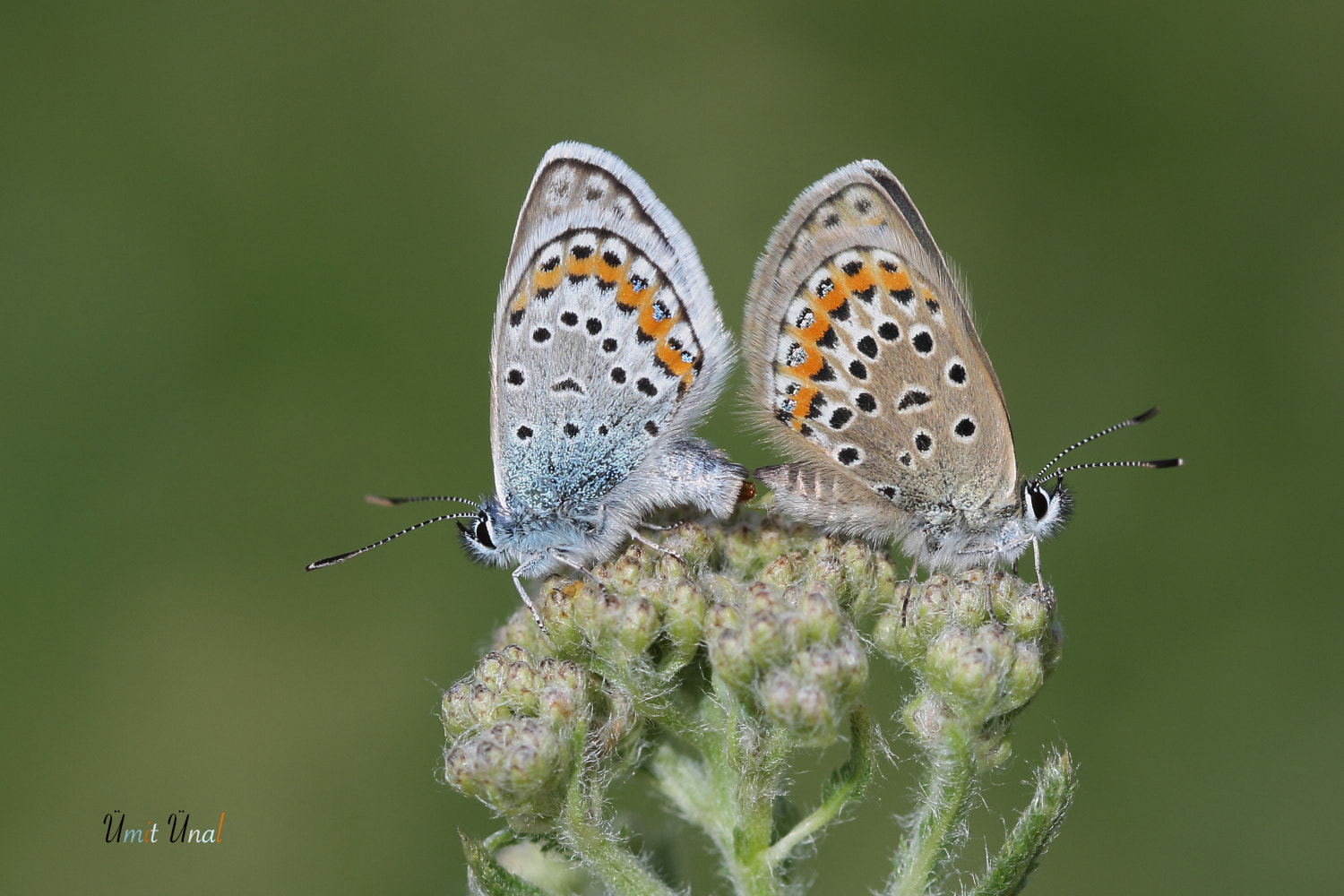 Canon EOS 40D + Canon EF 100mm F2.8 Macro USM sample photo. Silver-studded blue photography