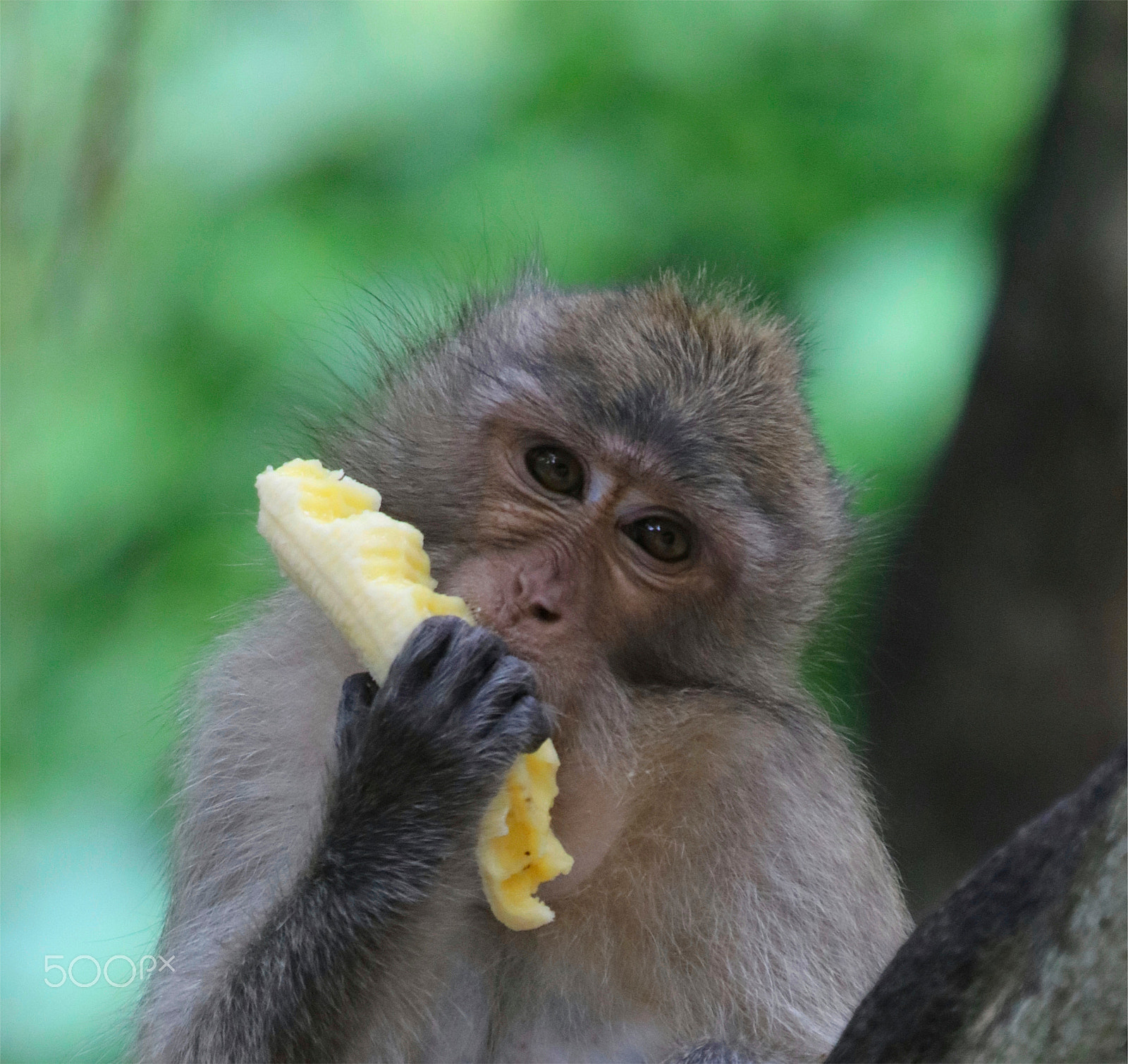 Canon EOS 5DS + Canon EF 70-200mm F4L IS USM sample photo. A mouthful photography