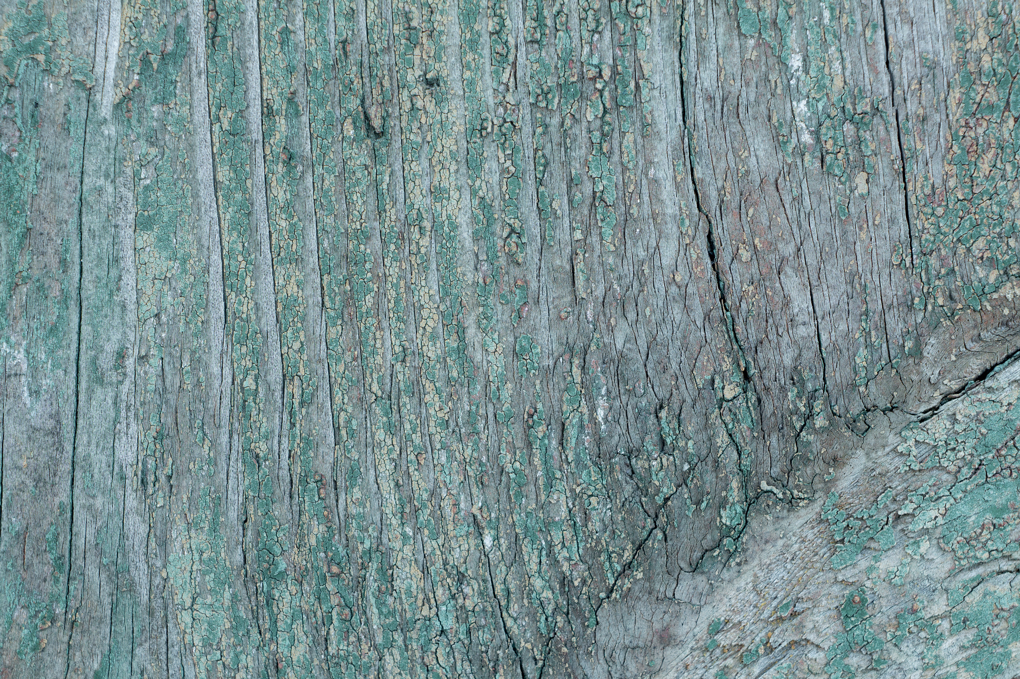 Canon EF 35-80mm f/4-5.6 sample photo. Texture photography