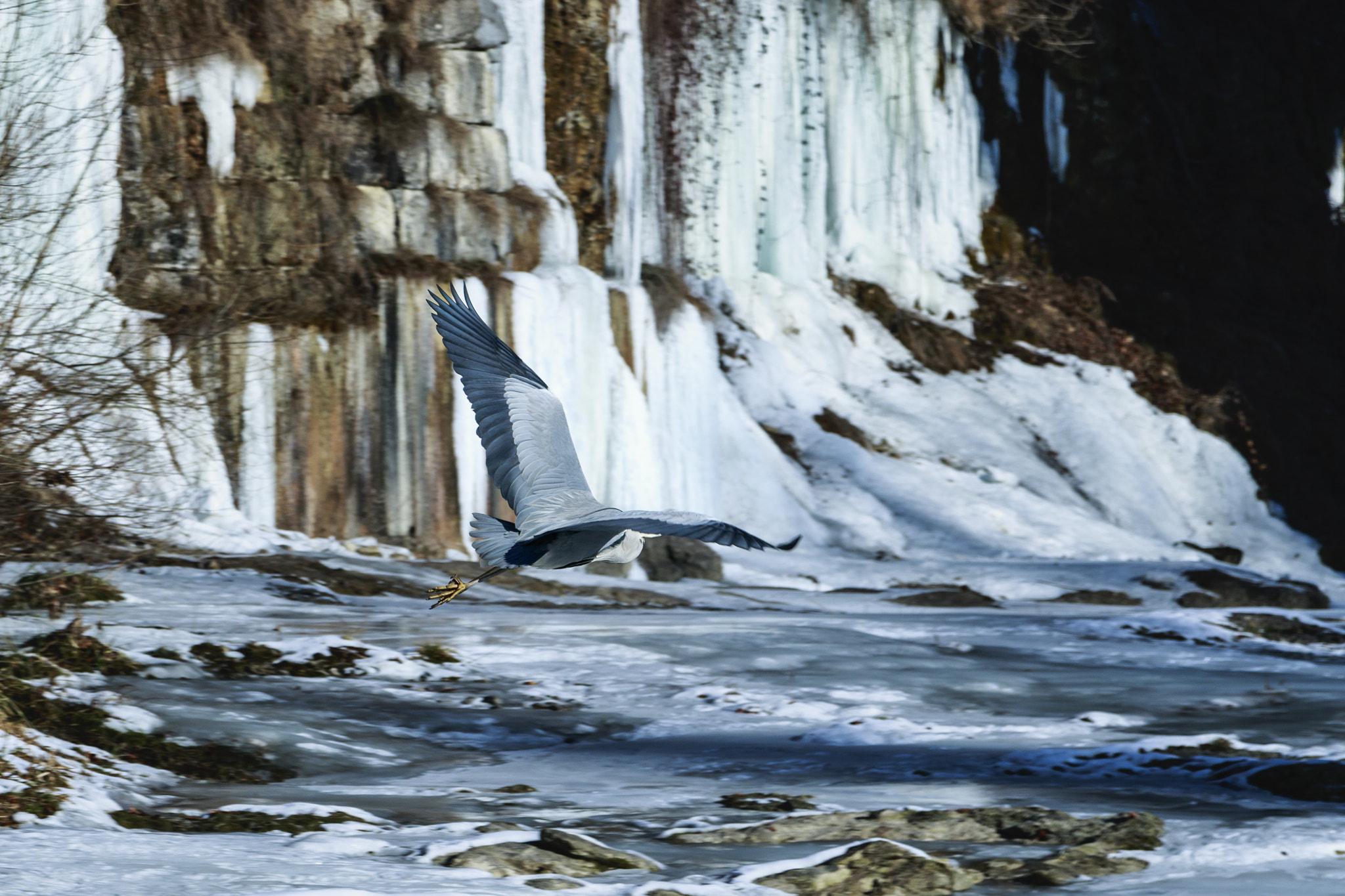 Canon EOS 7D Mark II + Sigma 17-70mm F2.8-4 DC Macro OS HSM sample photo. Bird on ice photography