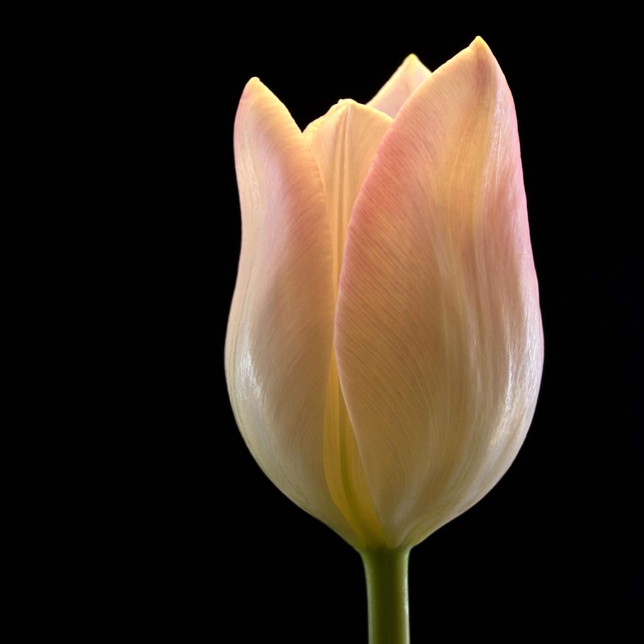 Tokina AT-X Pro 100mm F2.8 Macro sample photo. To be there for you photography