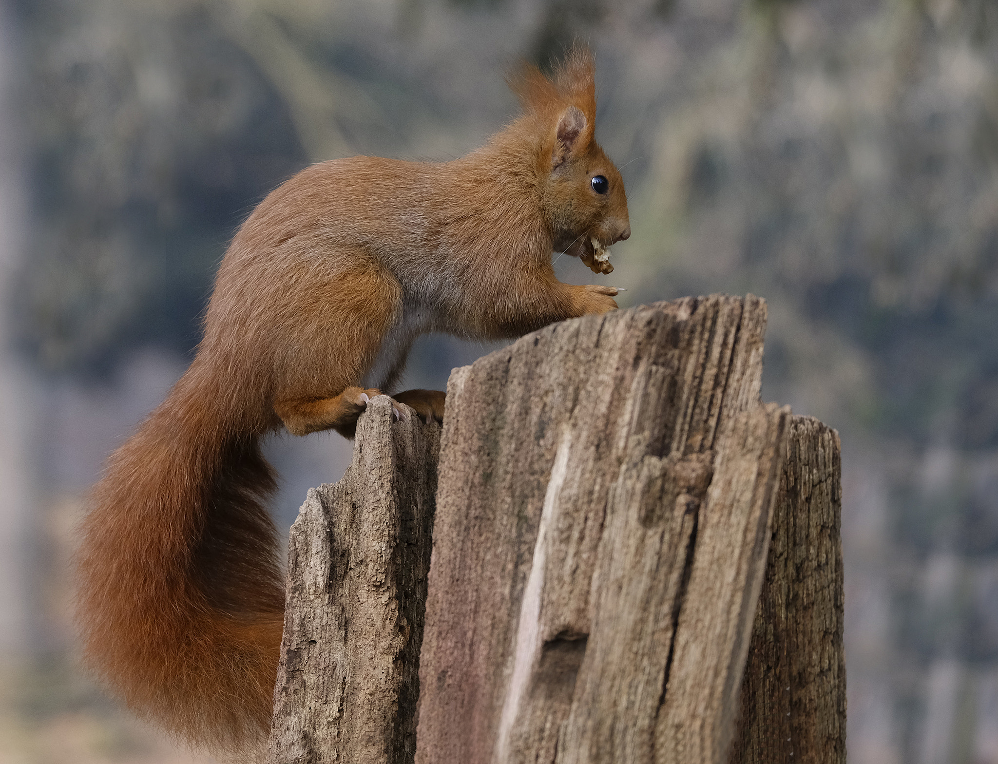 Fujifilm X-Pro2 + Fujifilm XF 55-200mm F3.5-4.8 R LM OIS sample photo. European red squrrel photography