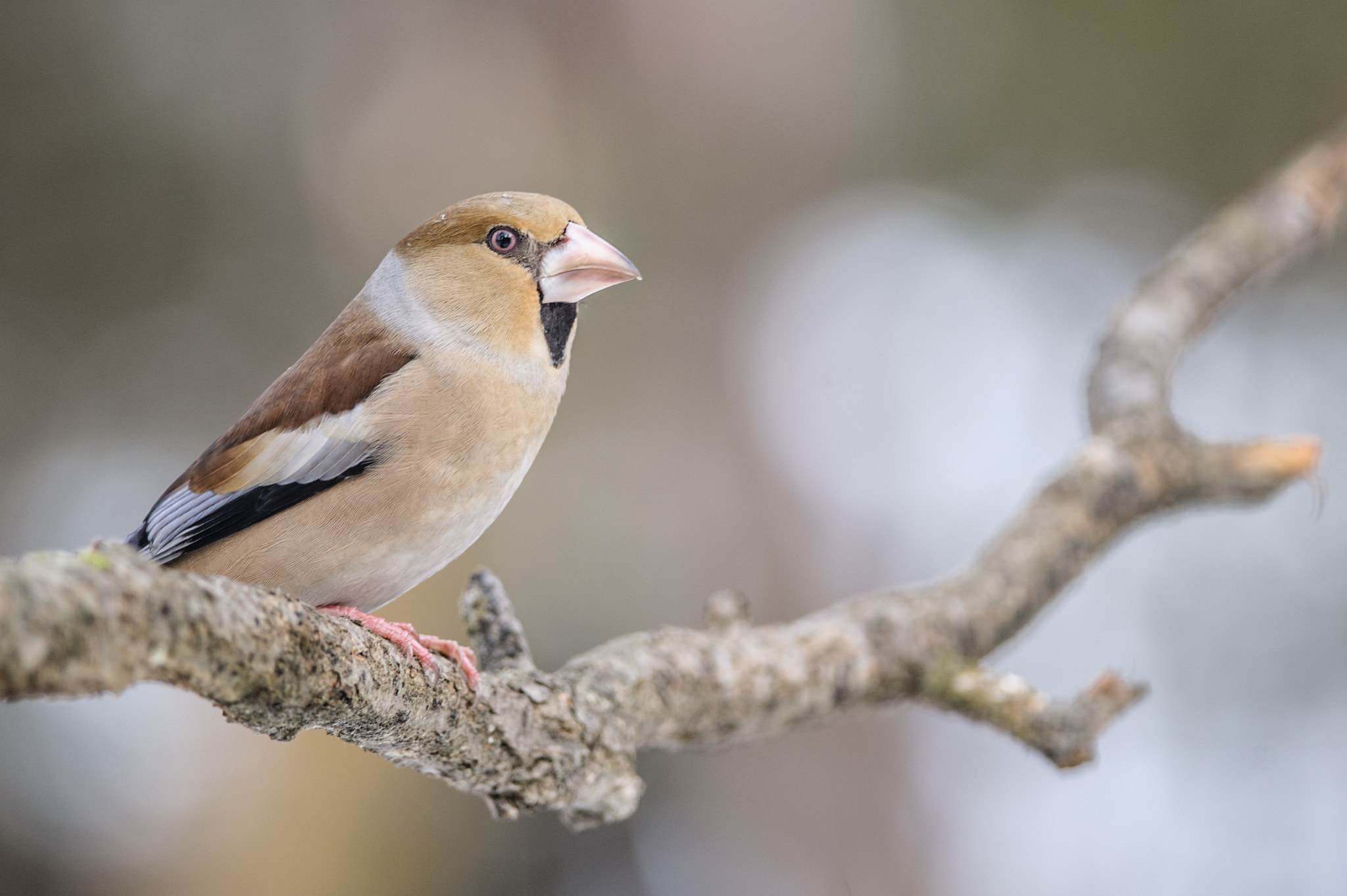 Nikon D700 + Nikon AF-S Nikkor 300mm F4D ED-IF sample photo. Hawfinch photography