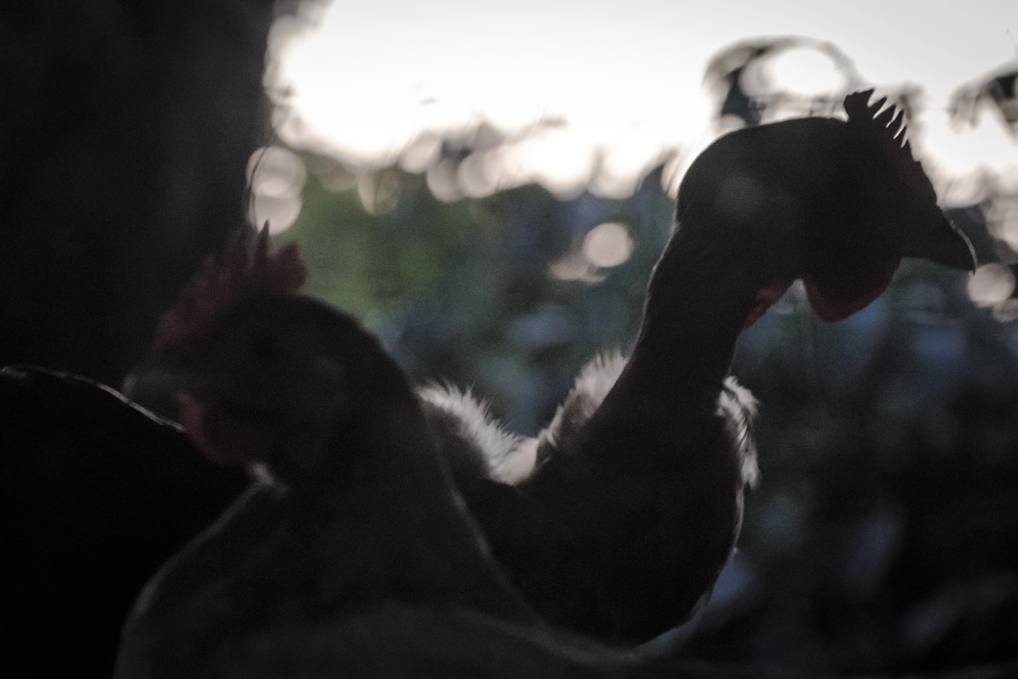 Sony E 18-200mm F3.5-6.3 OSS sample photo. Amanecer photography