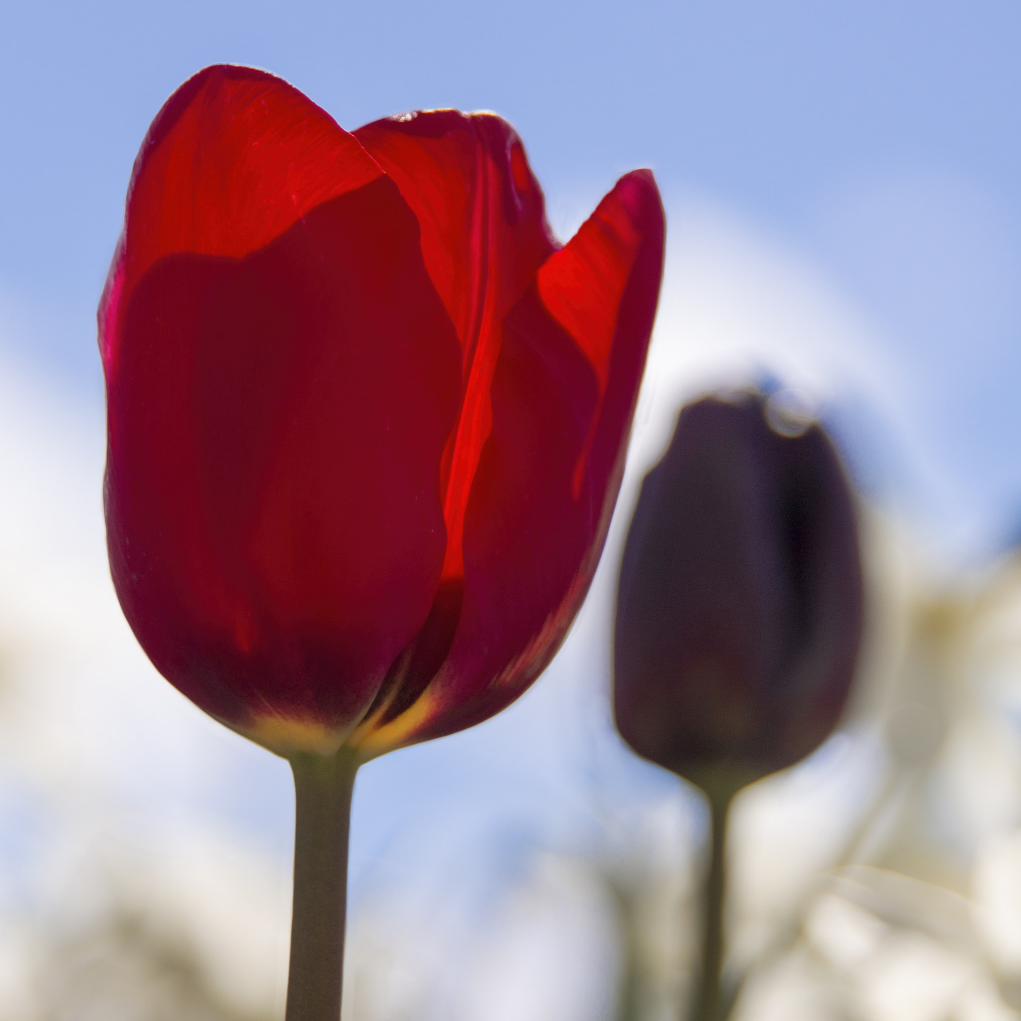 Canon EOS 70D + Sigma 24-70mm F2.8 EX DG Macro sample photo. Tulips in the sky photography