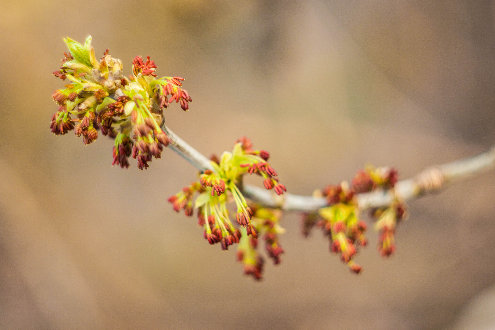 Canon EF 35-80mm f/4-5.6 sample photo. Spring life photography