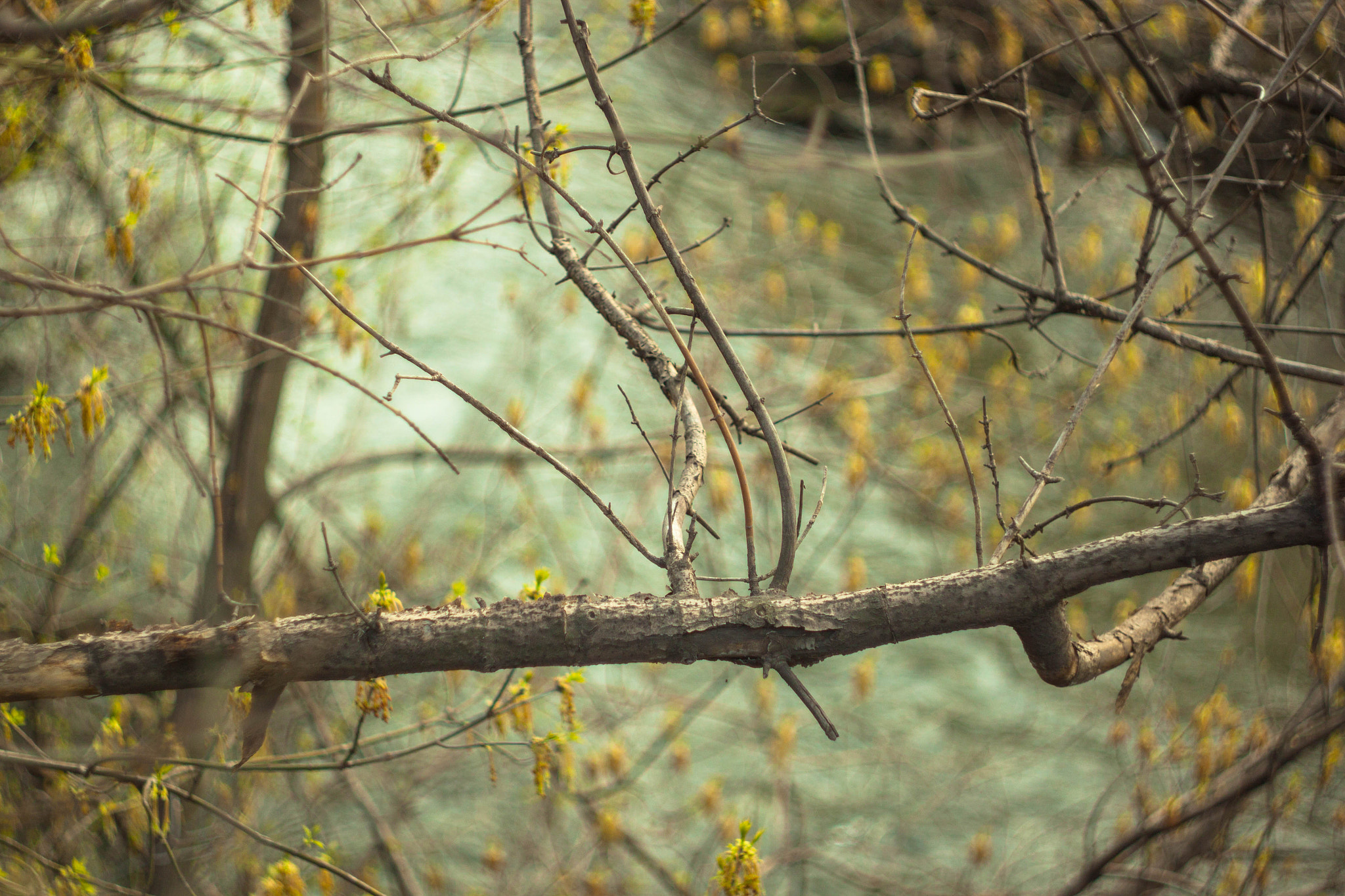 Canon EF 35-80mm f/4-5.6 sample photo. Spring life photography