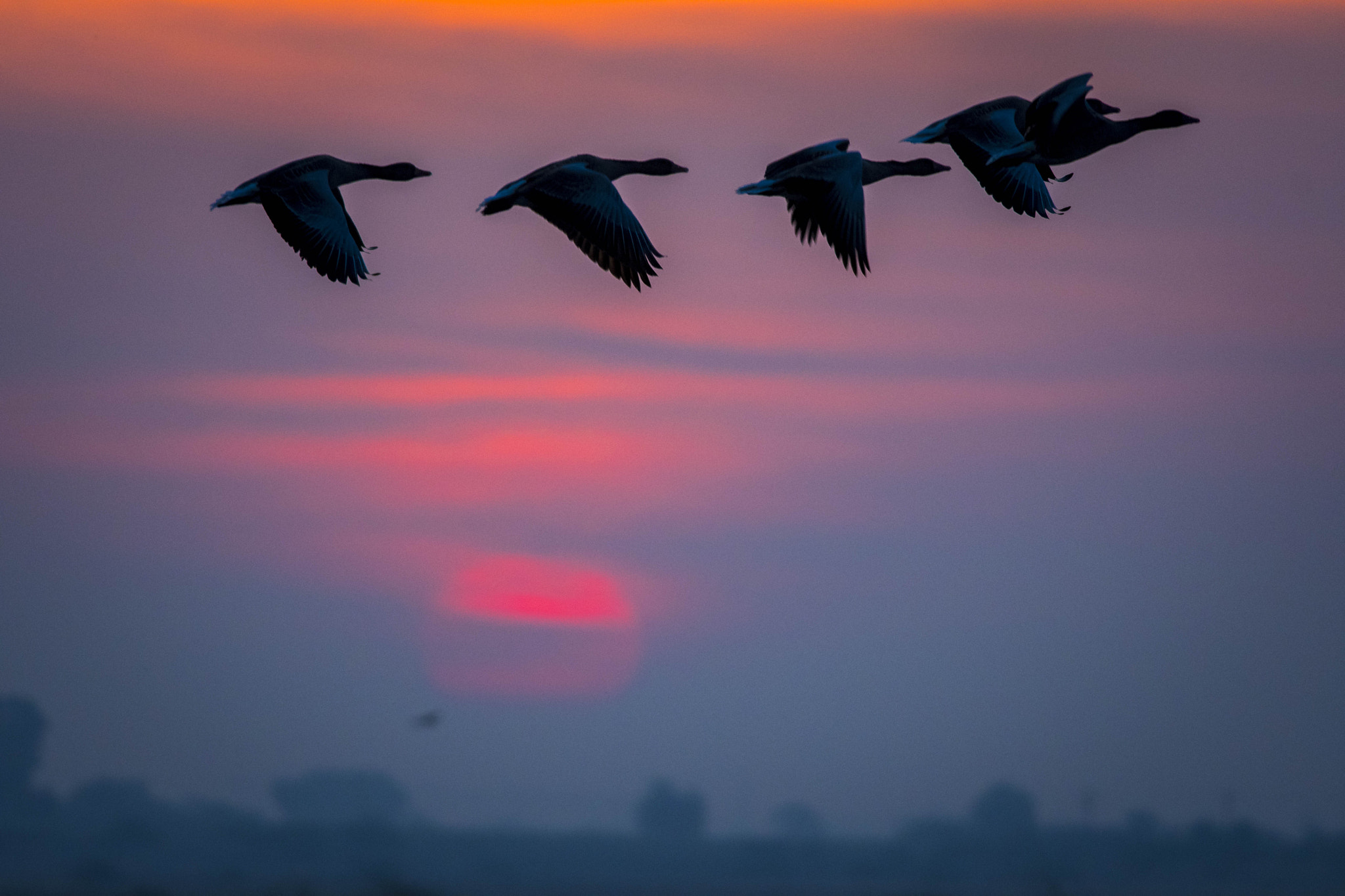 Nikon D500 + Nikon AF-S Nikkor 300mm F4D ED-IF sample photo. They fly as the sun rises! photography