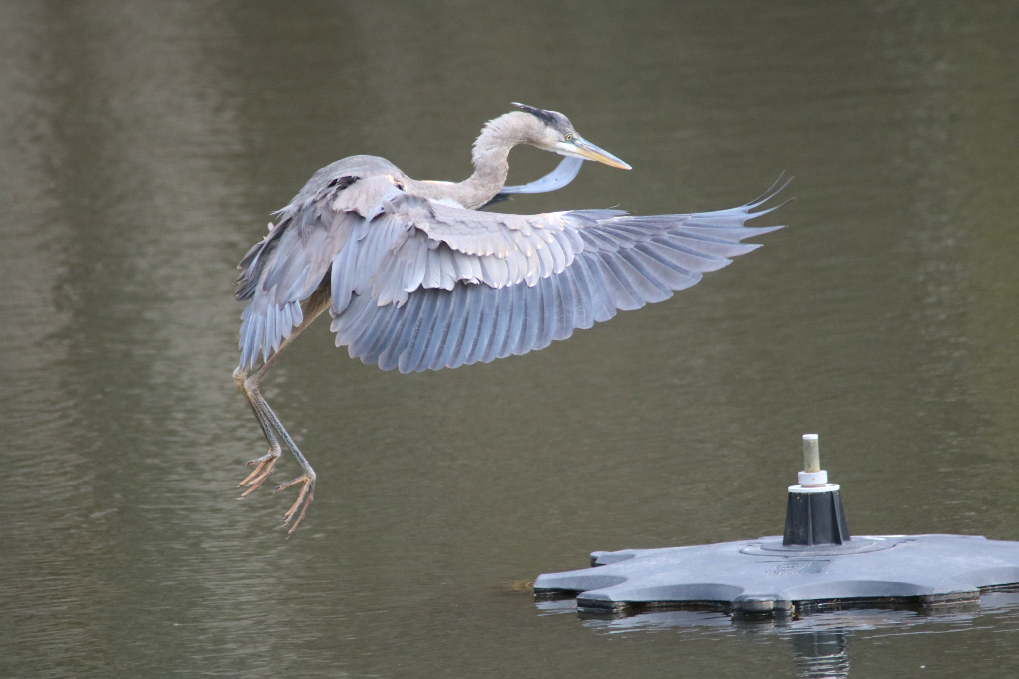 Canon EOS 760D (EOS Rebel T6s / EOS 8000D) sample photo. Coming in for a landing photography