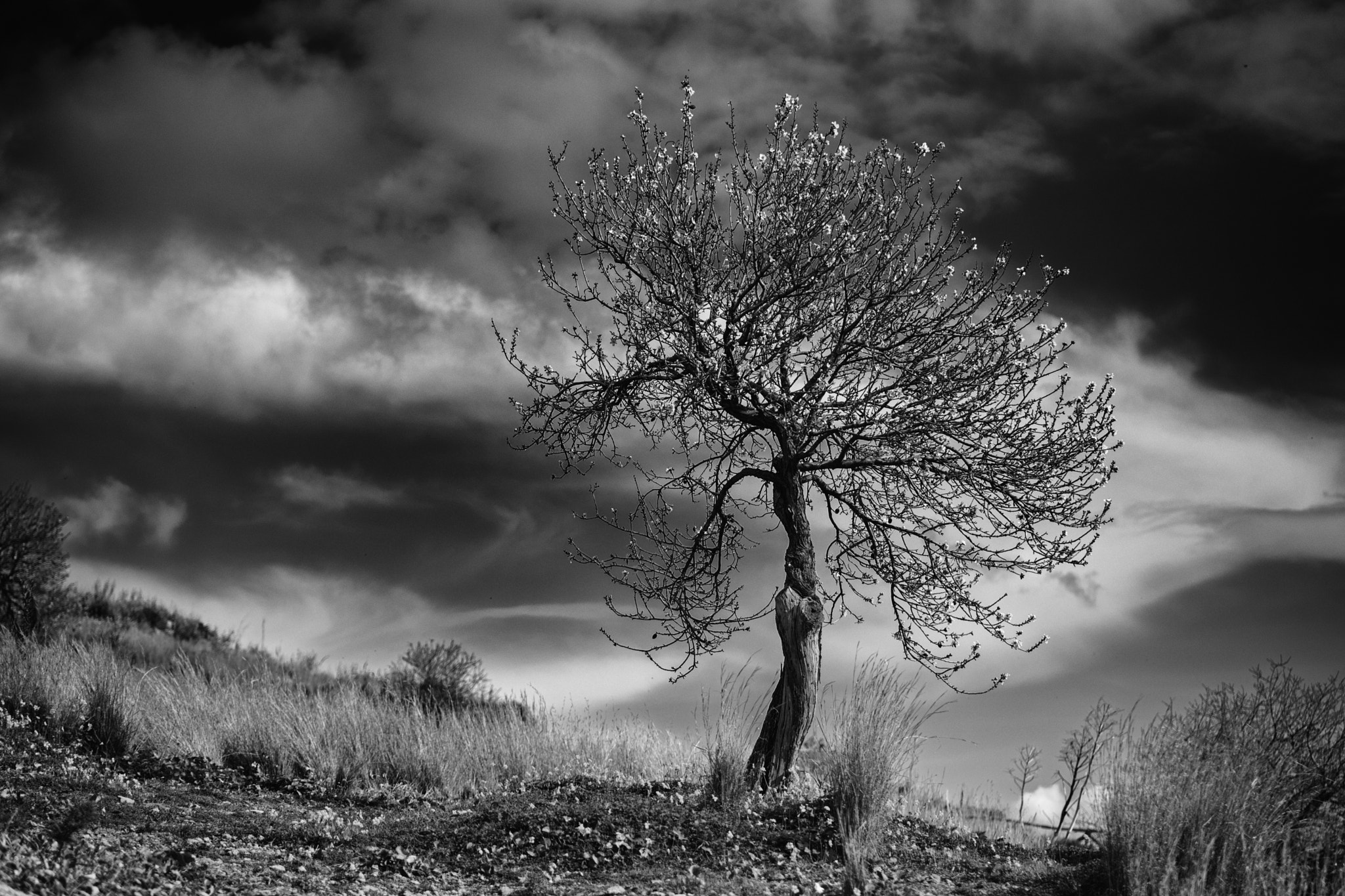 Canon EOS 80D + Sigma 50-100mm F1.8 DC HSM Art sample photo. Almond tree photography