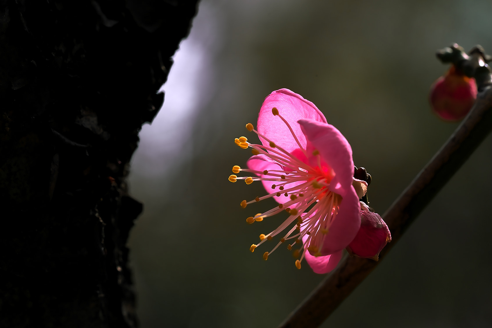 Sony a7R + Sony FE 90mm F2.8 Macro G OSS sample photo. 紅梅 photography