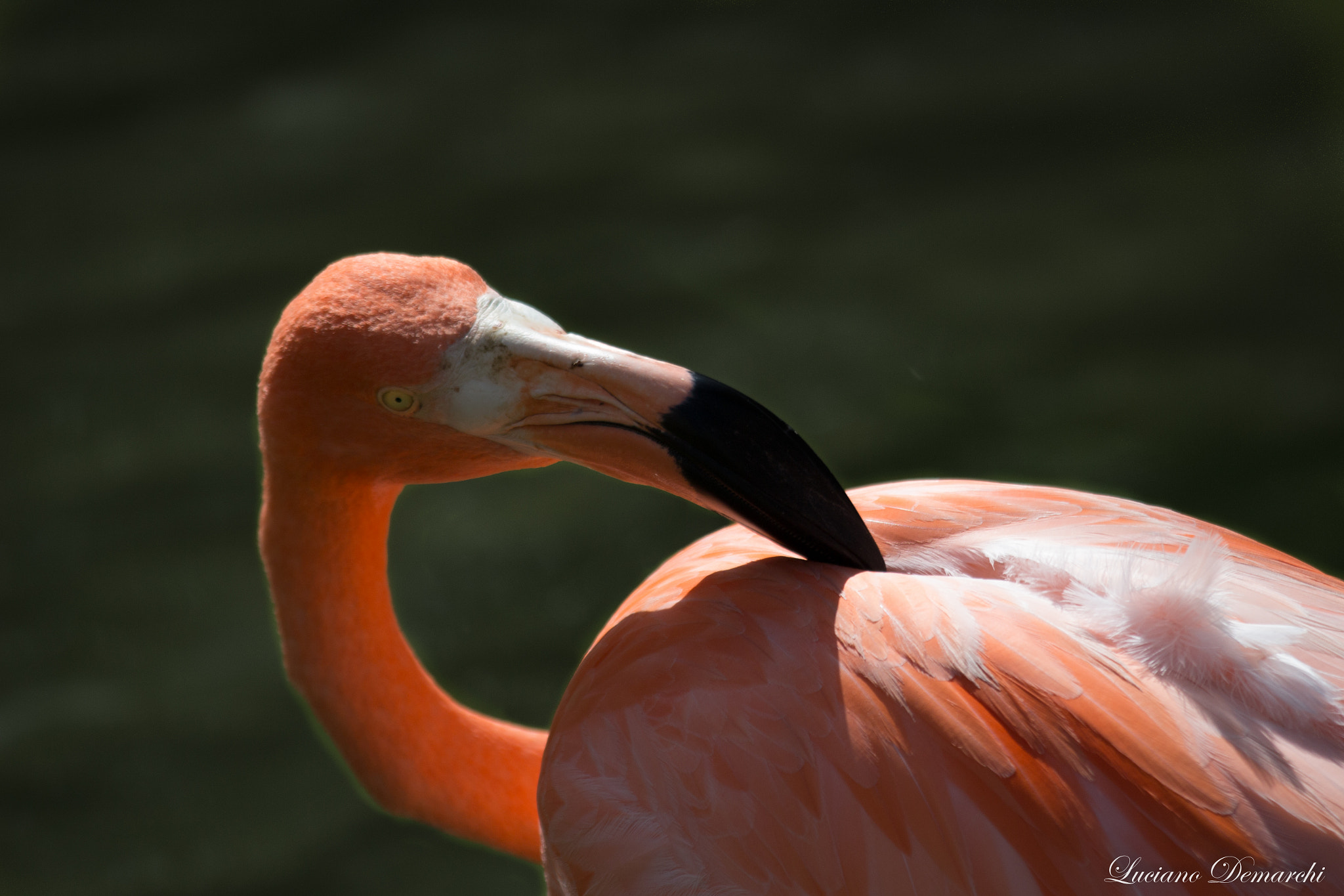 Canon EOS 100D (EOS Rebel SL1 / EOS Kiss X7) sample photo. Flamingo repdom photography