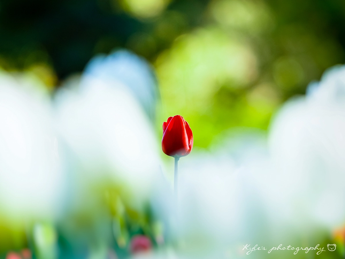 Sigma 150mm F2.8 EX DG Macro HSM sample photo. Tulip photography