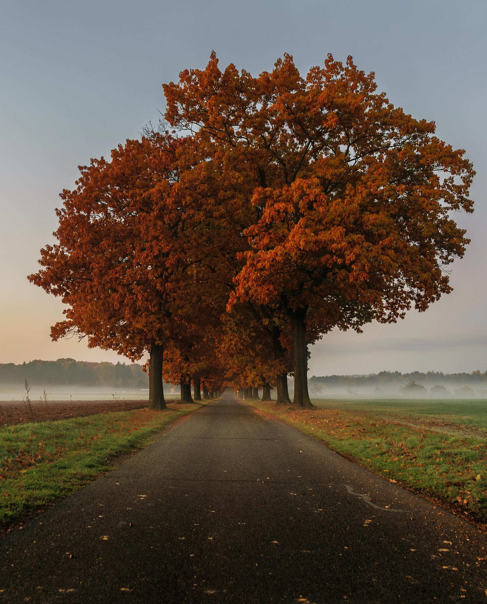 Nikon D3300 + Samyang 16mm F2 ED AS UMC CS sample photo. Avenue photography