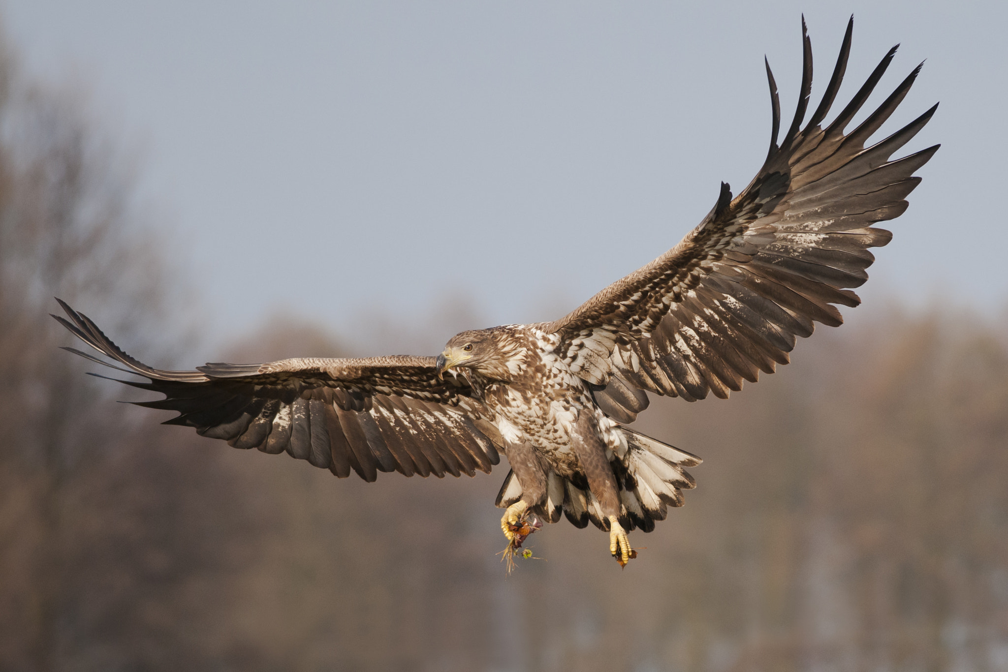 Nikon D300 + Nikon AF-S Nikkor 300mm F4D ED-IF sample photo. White-tailed eagle photography