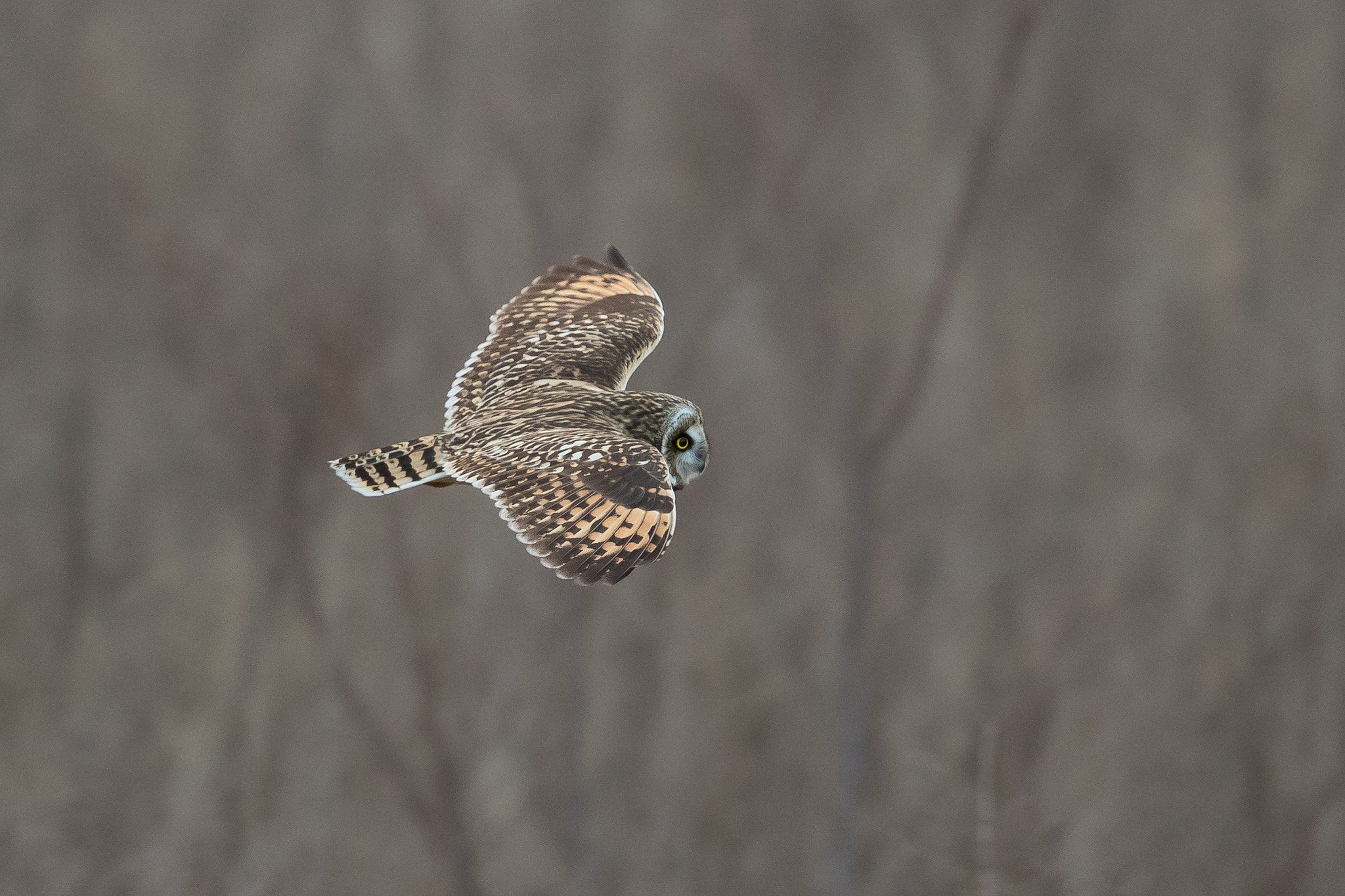 Canon EOS 7D Mark II + Canon EF 500mm F4L IS II USM sample photo. Short-eared owl photography